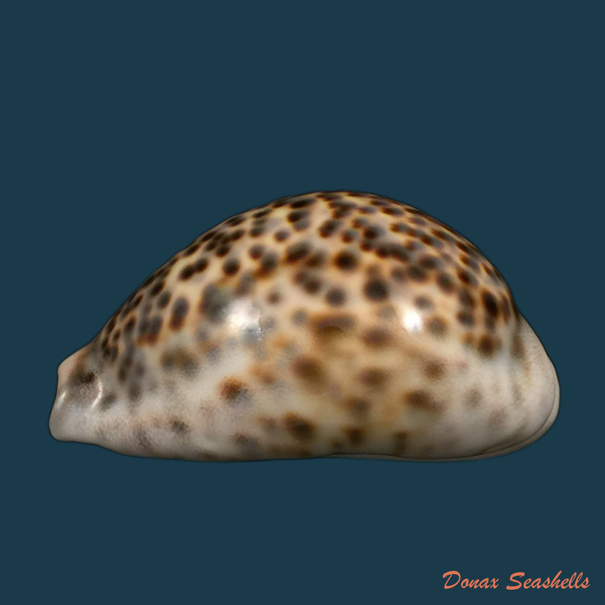 copia-de-cypraea-tigris-linnaeus-1758-95-5mm