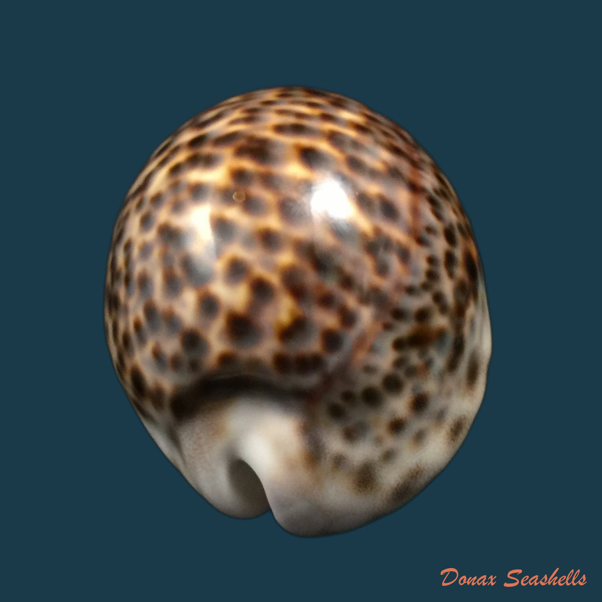 copia-de-cypraea-tigris-linnaeus-1758-95-5mm