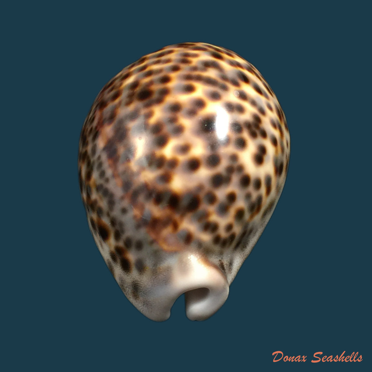 copia-de-cypraea-tigris-linnaeus-1758-95-5mm