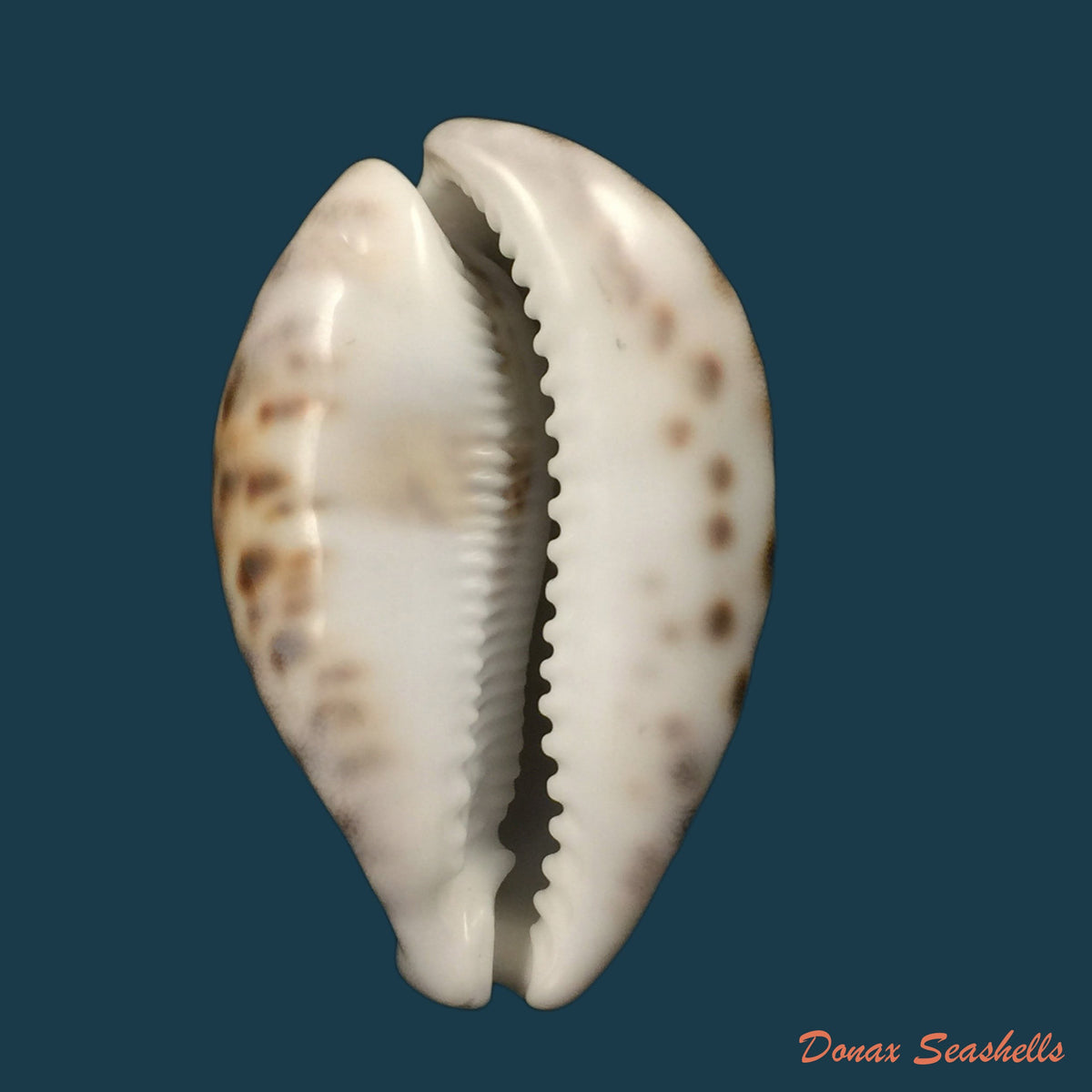 copia-de-cypraea-tigris-linnaeus-1758-95-5mm