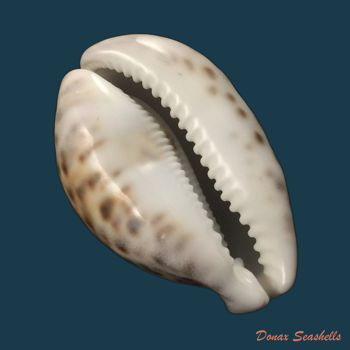 copia-de-cypraea-tigris-linnaeus-1758-95-5mm