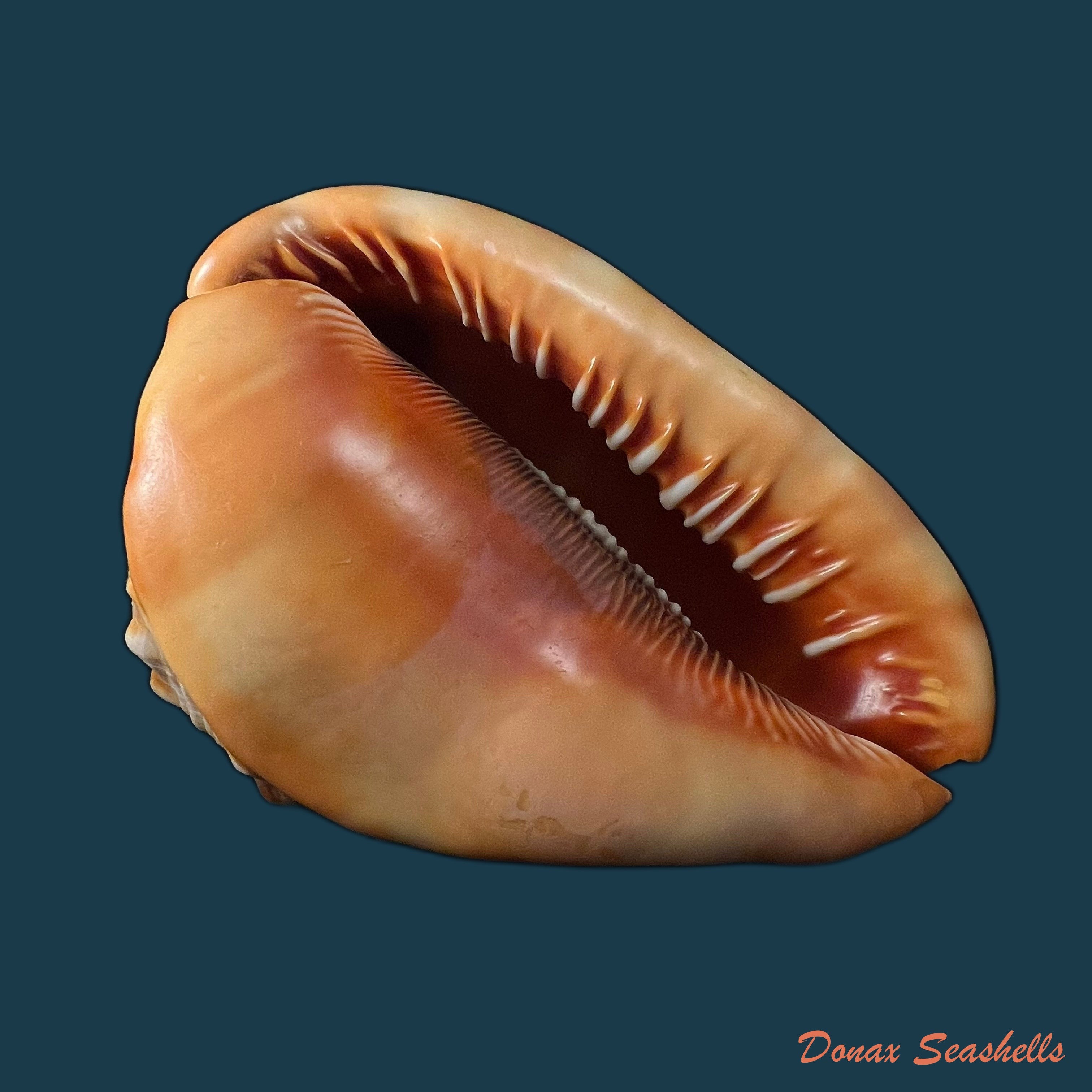 copia-de-cypraecassis-rufa-linnaeus-1758-163mm-2