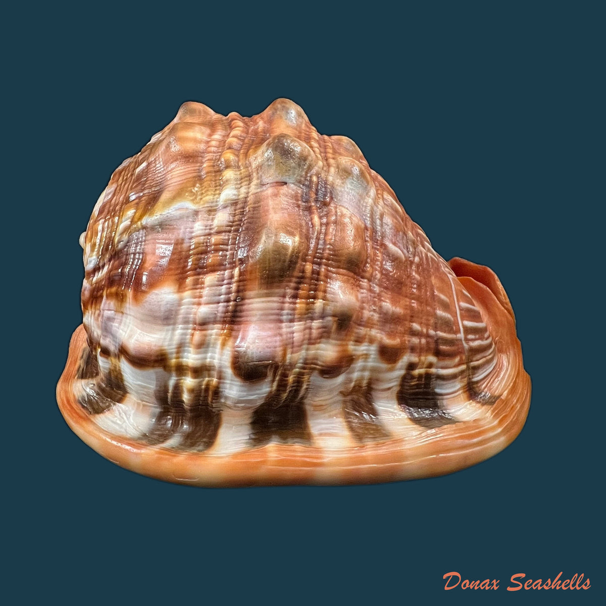 copia-de-cypraecassis-rufa-linnaeus-1758-163mm-2