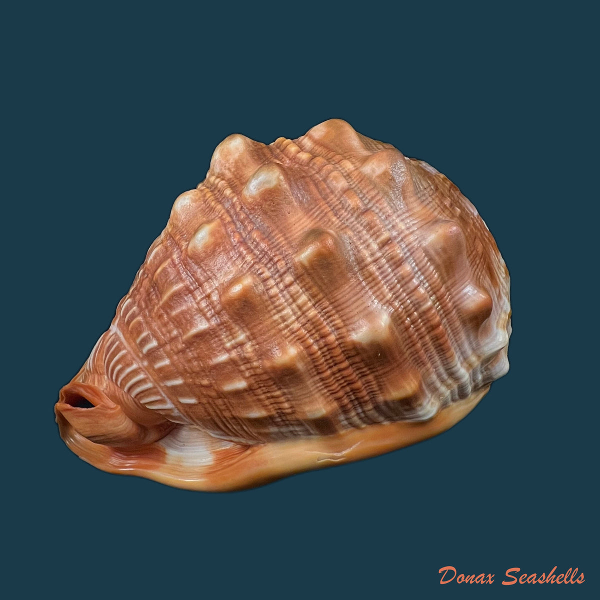 copia-de-cypraecassis-rufa-linnaeus-1758-163mm-2