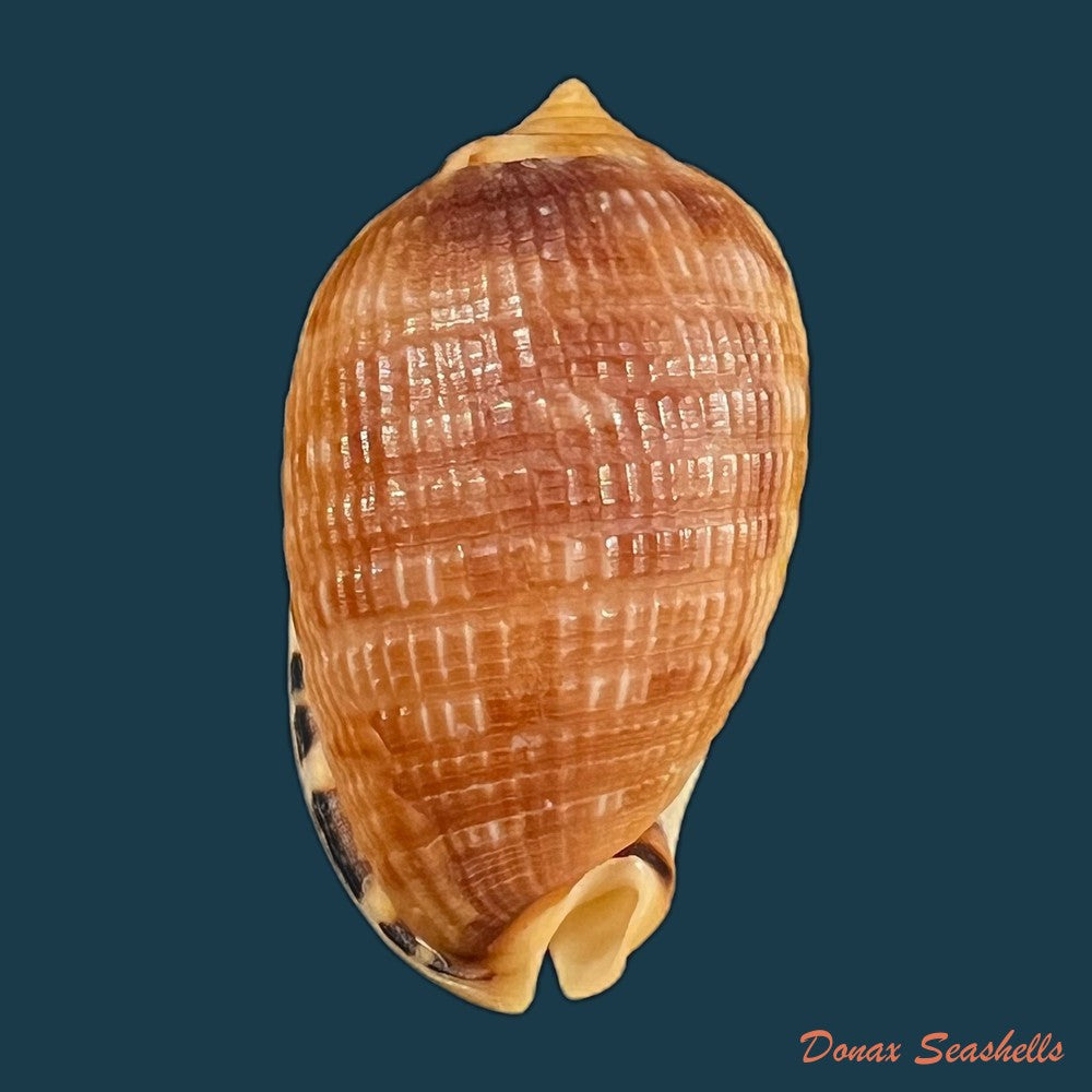 copia-de-cypraecassis-testiculus-linnaeus-1758-56-7mm