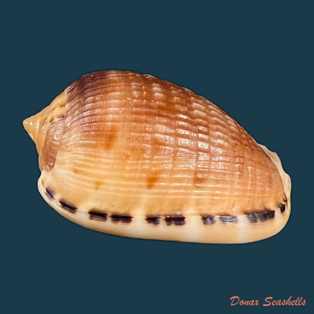 copia-de-cypraecassis-testiculus-linnaeus-1758-56-7mm