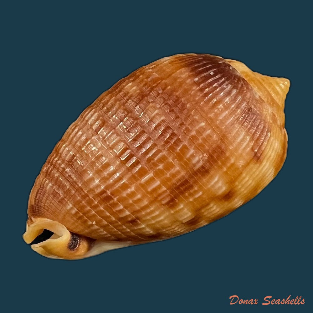 copia-de-cypraecassis-testiculus-linnaeus-1758-56-7mm