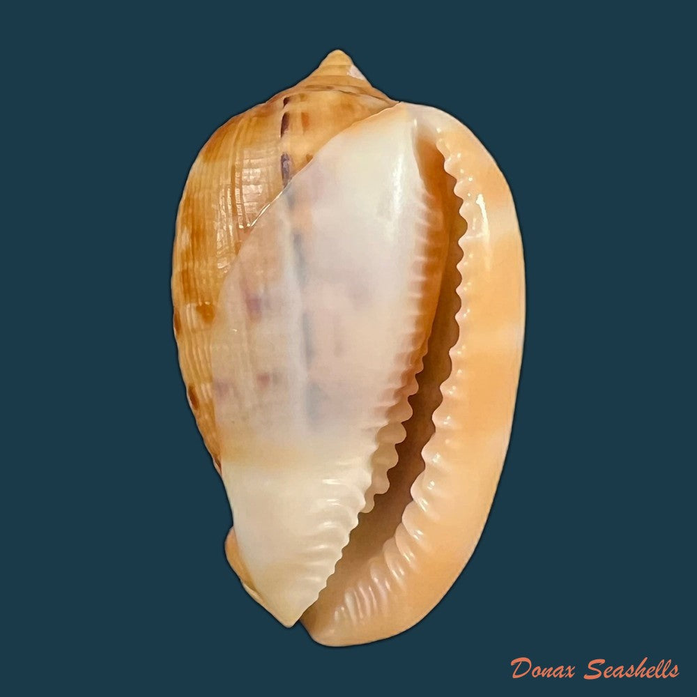 copia-de-cypraecassis-testiculus-linnaeus-1758-56-7mm