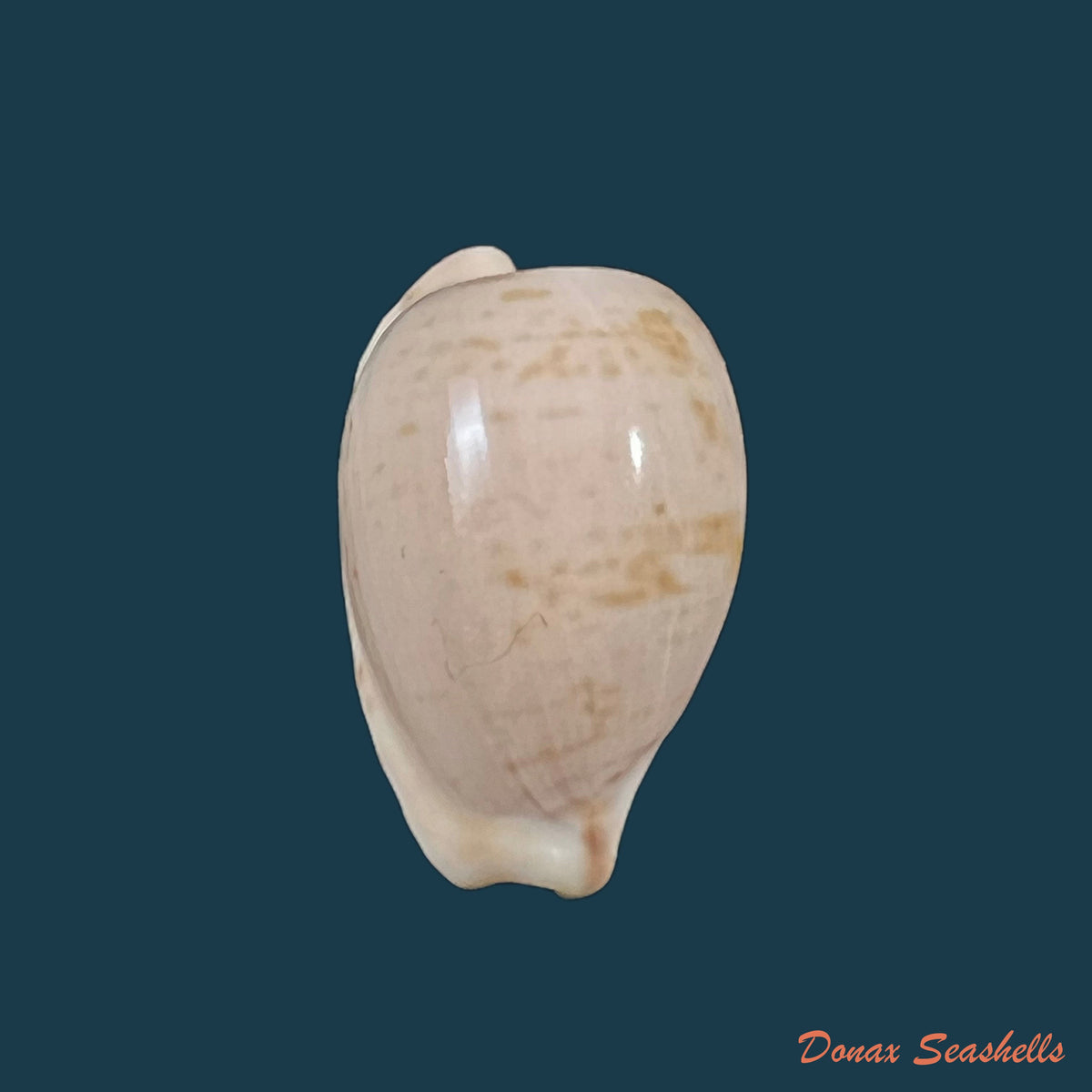 copia-de-cypraeovula-edentula-gray-1825-19mm