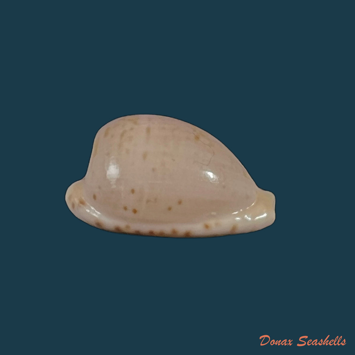 copia-de-cypraeovula-edentula-gray-1825-19mm