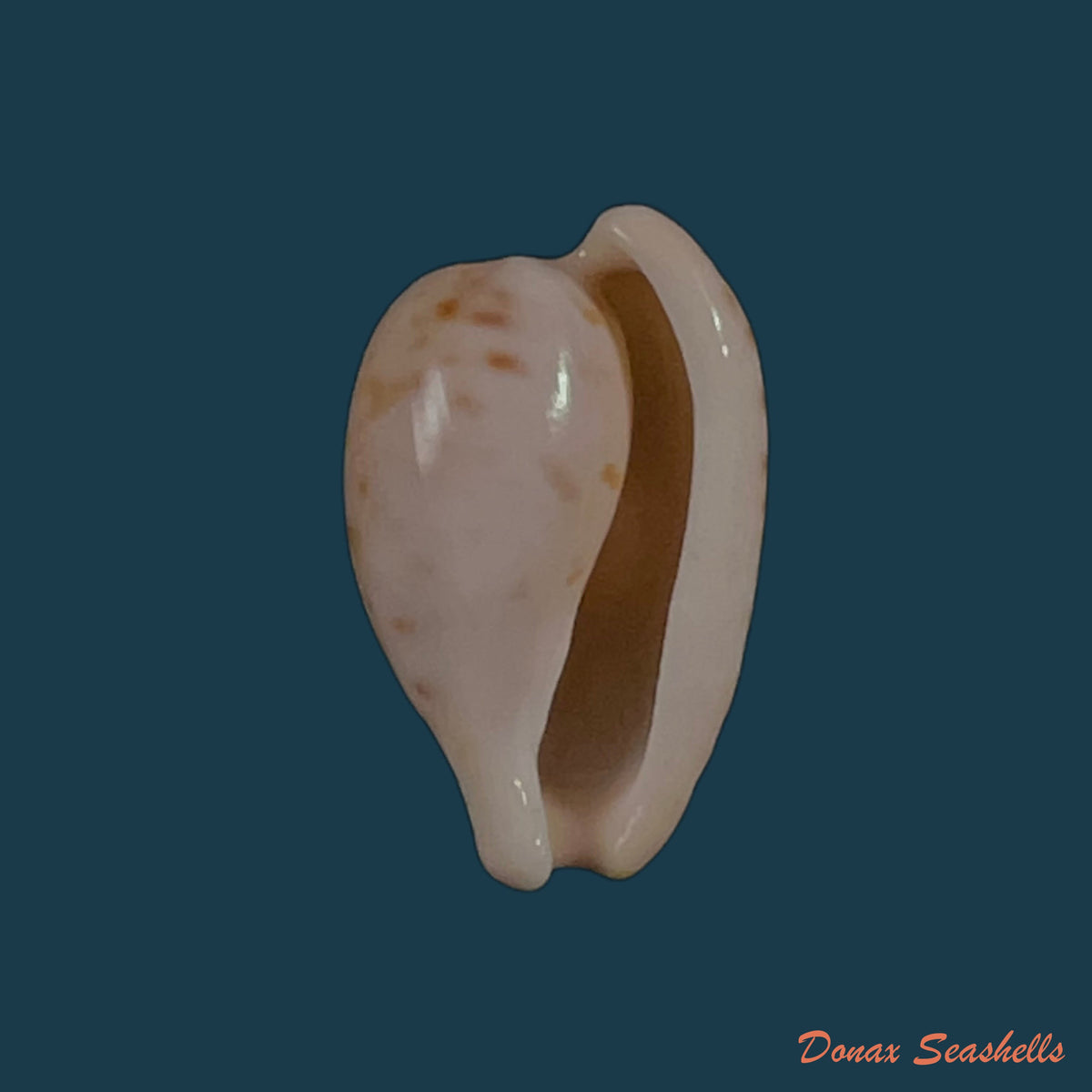 copia-de-cypraeovula-edentula-gray-1825-19mm