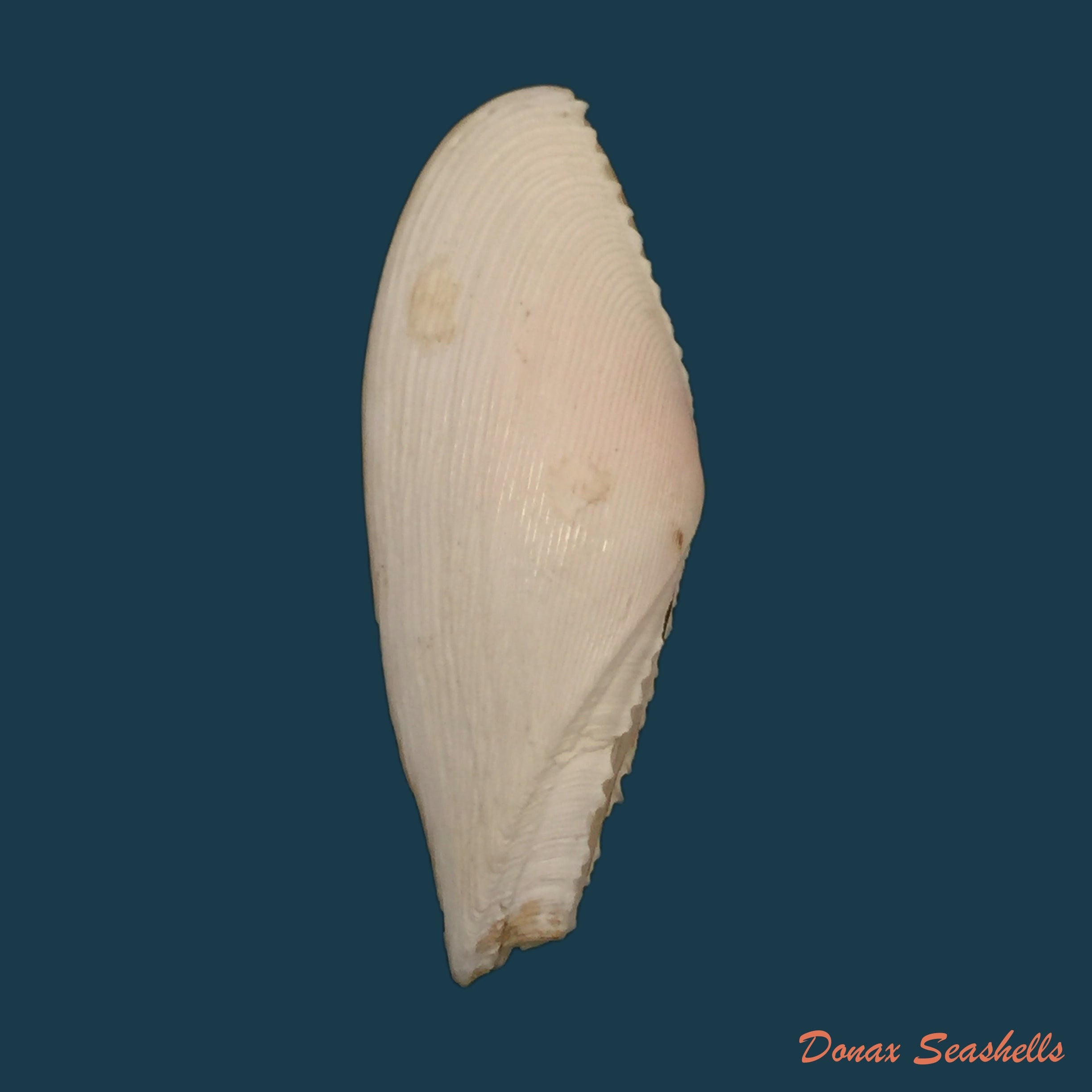 copia-de-dallitellina-rostrata-linnaeus-1758-58mm