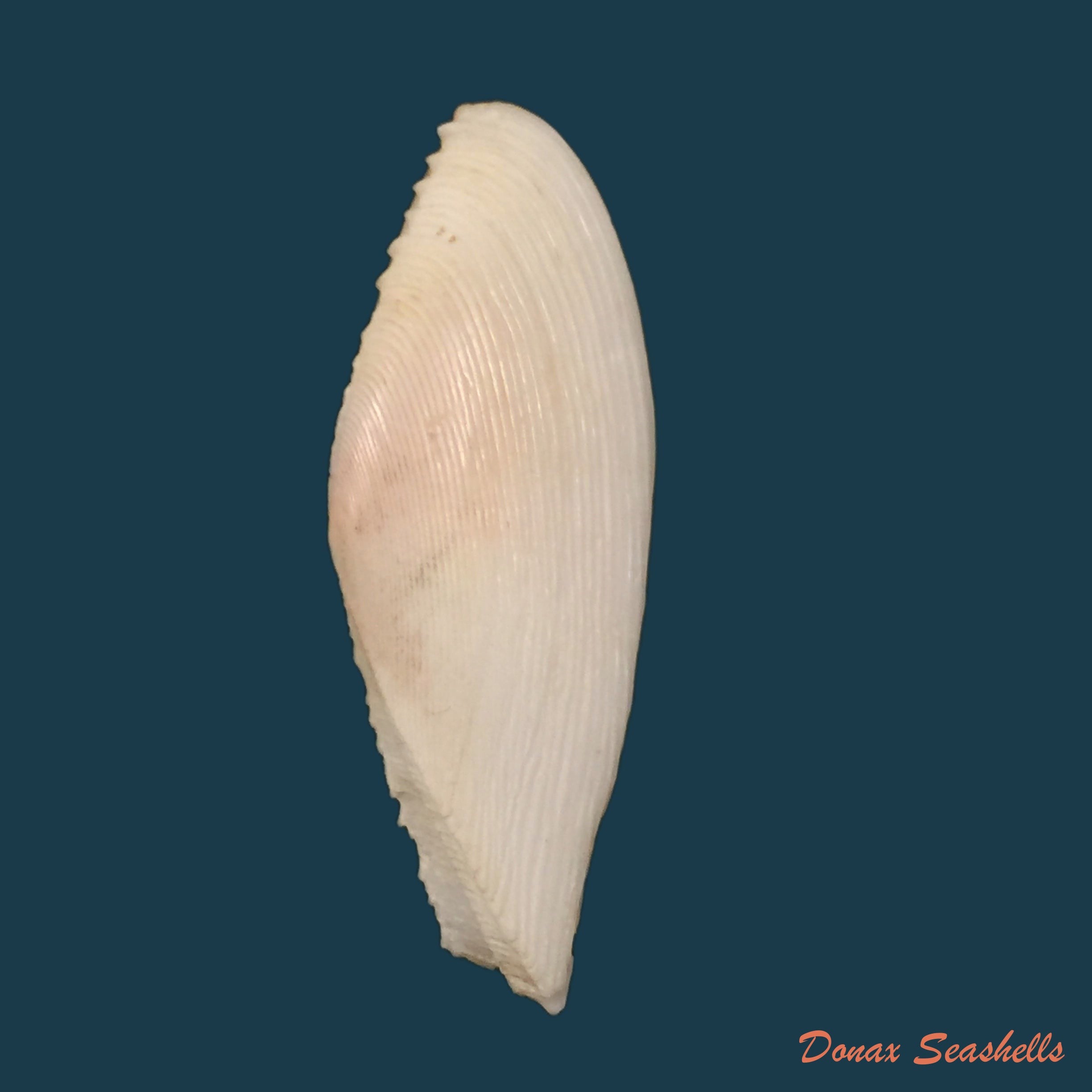 copia-de-dallitellina-rostrata-linnaeus-1758-58mm