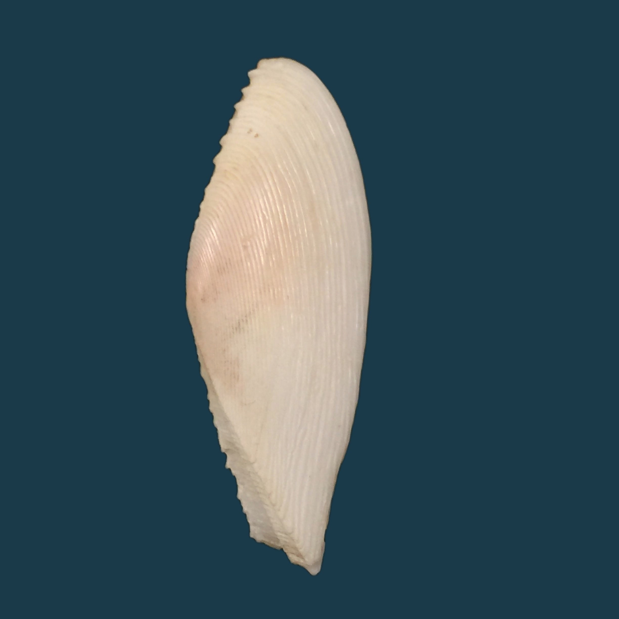 Dallitellina rostrata (林奈, 1758) - 61,4mm