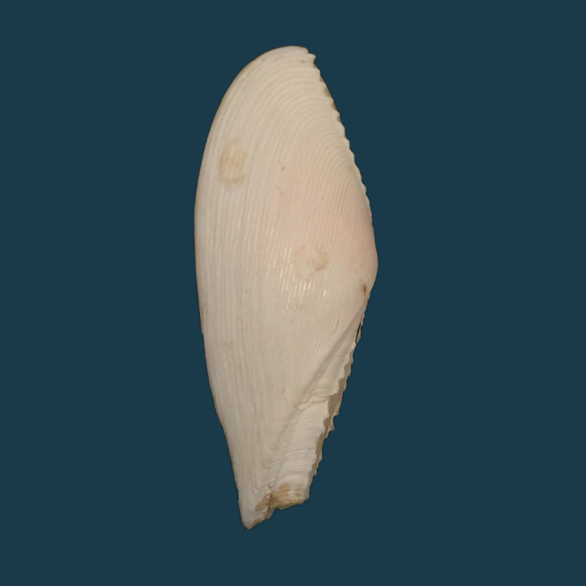 Dallitellina rostrata (林奈, 1758) - 61,4mm
