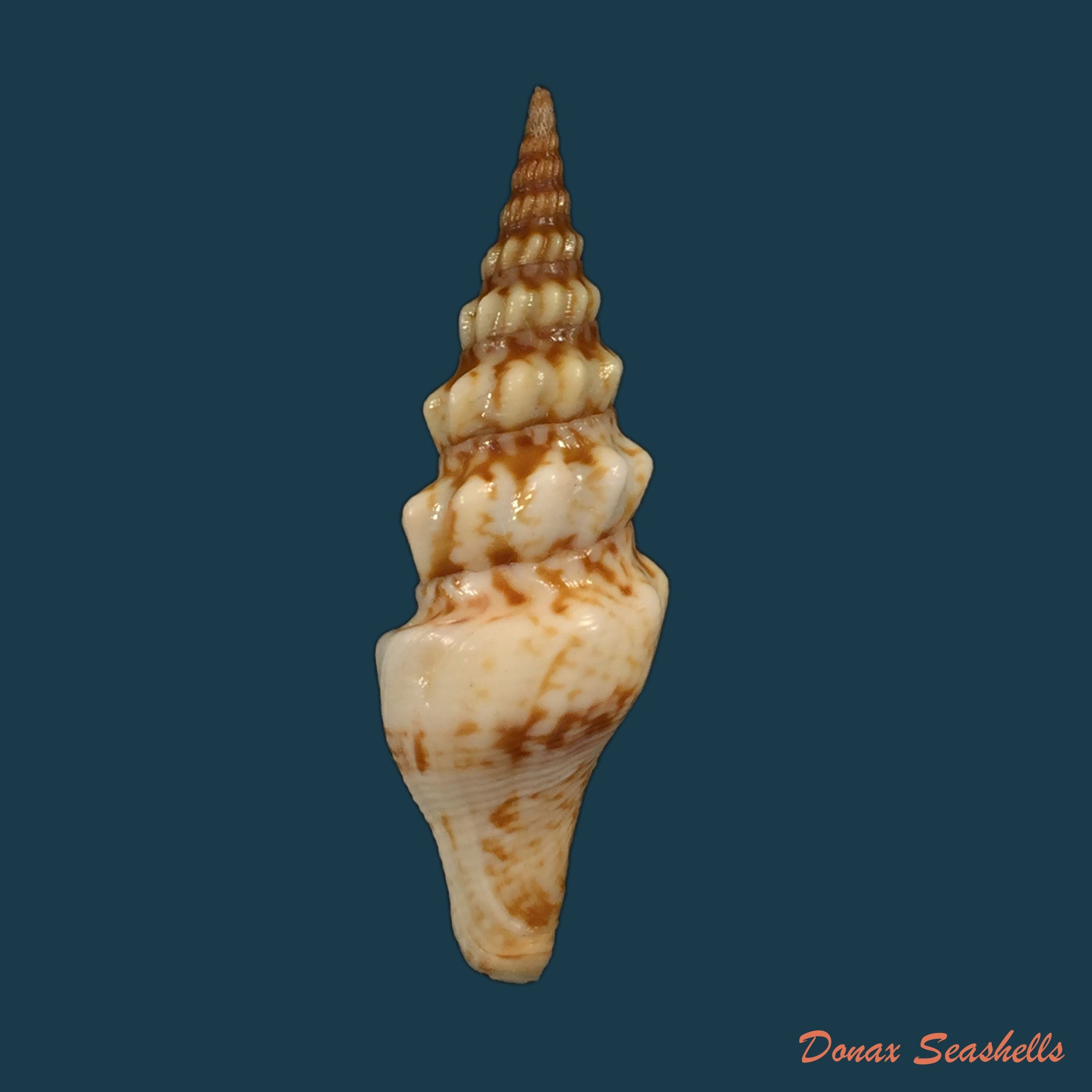 copia-de-daphnella-lymneiformis-kiener-1840-16-8mm
