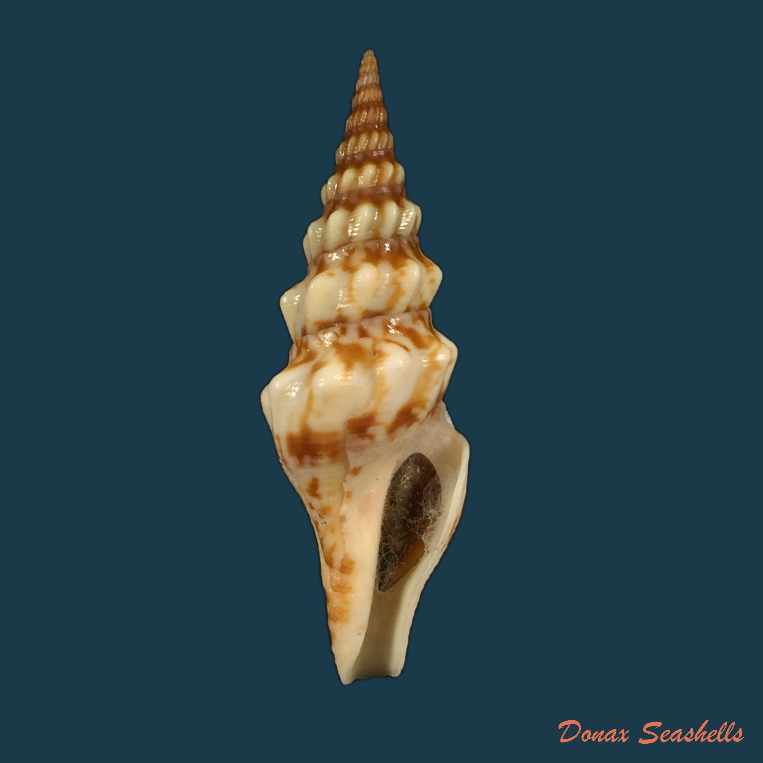 copia-de-daphnella-lymneiformis-kiener-1840-16-8mm
