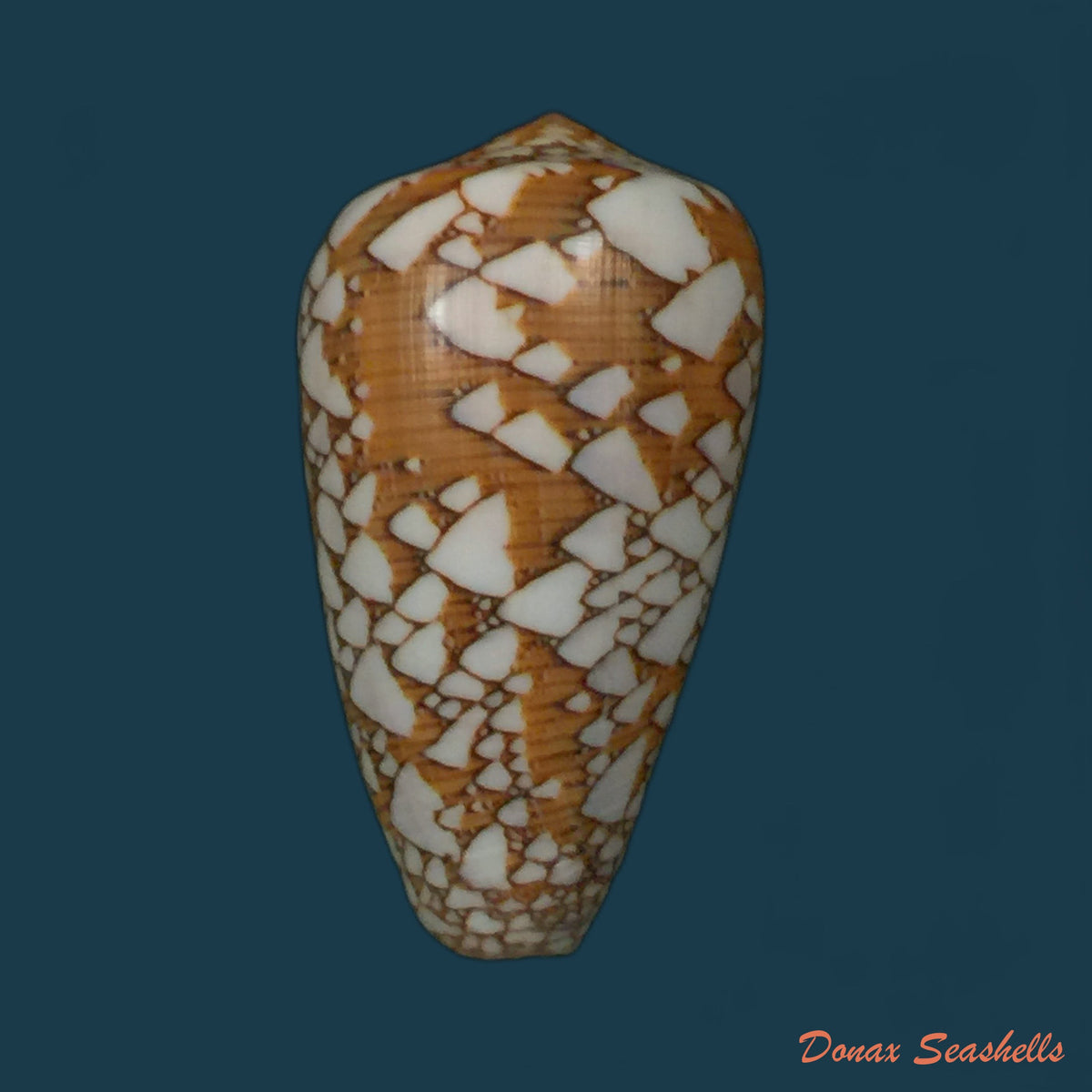 copia-de-darioconus-auricomus-hwass-in-bruguiere-1792-45-7mm