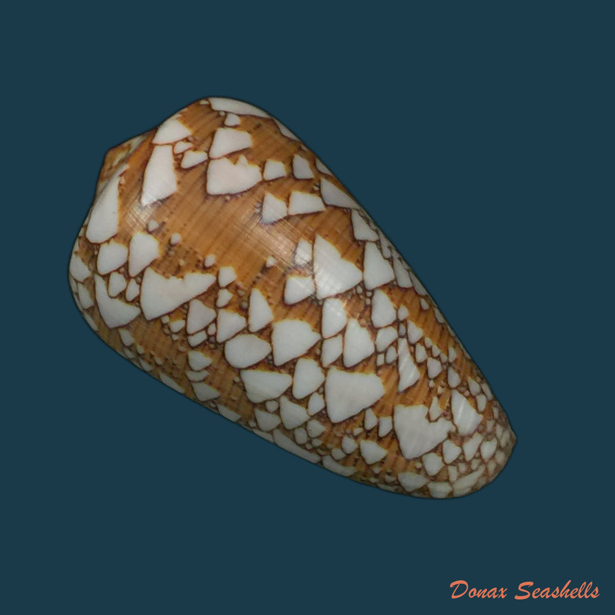 copia-de-darioconus-auricomus-hwass-in-bruguiere-1792-45-7mm