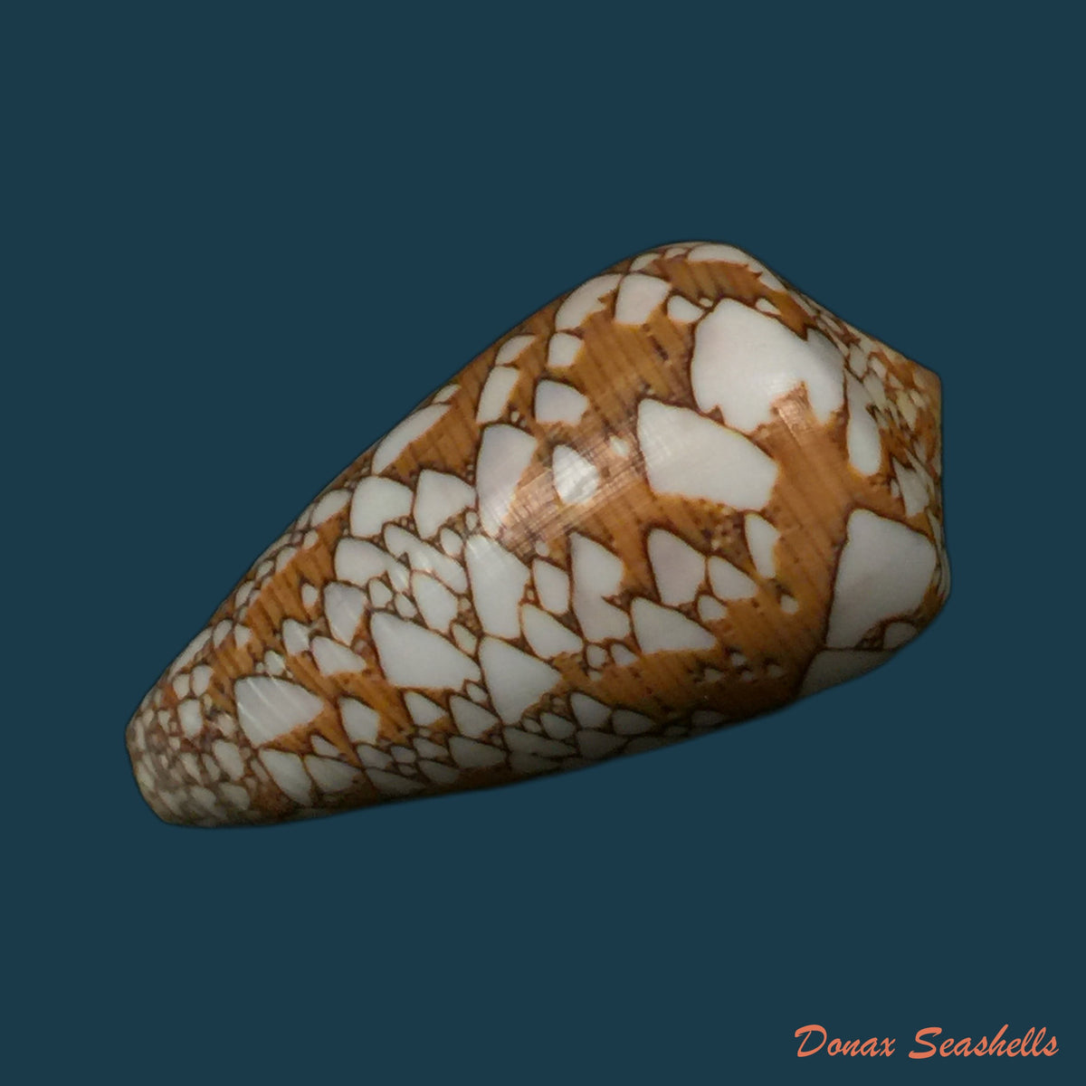 copia-de-darioconus-auricomus-hwass-in-bruguiere-1792-45-7mm