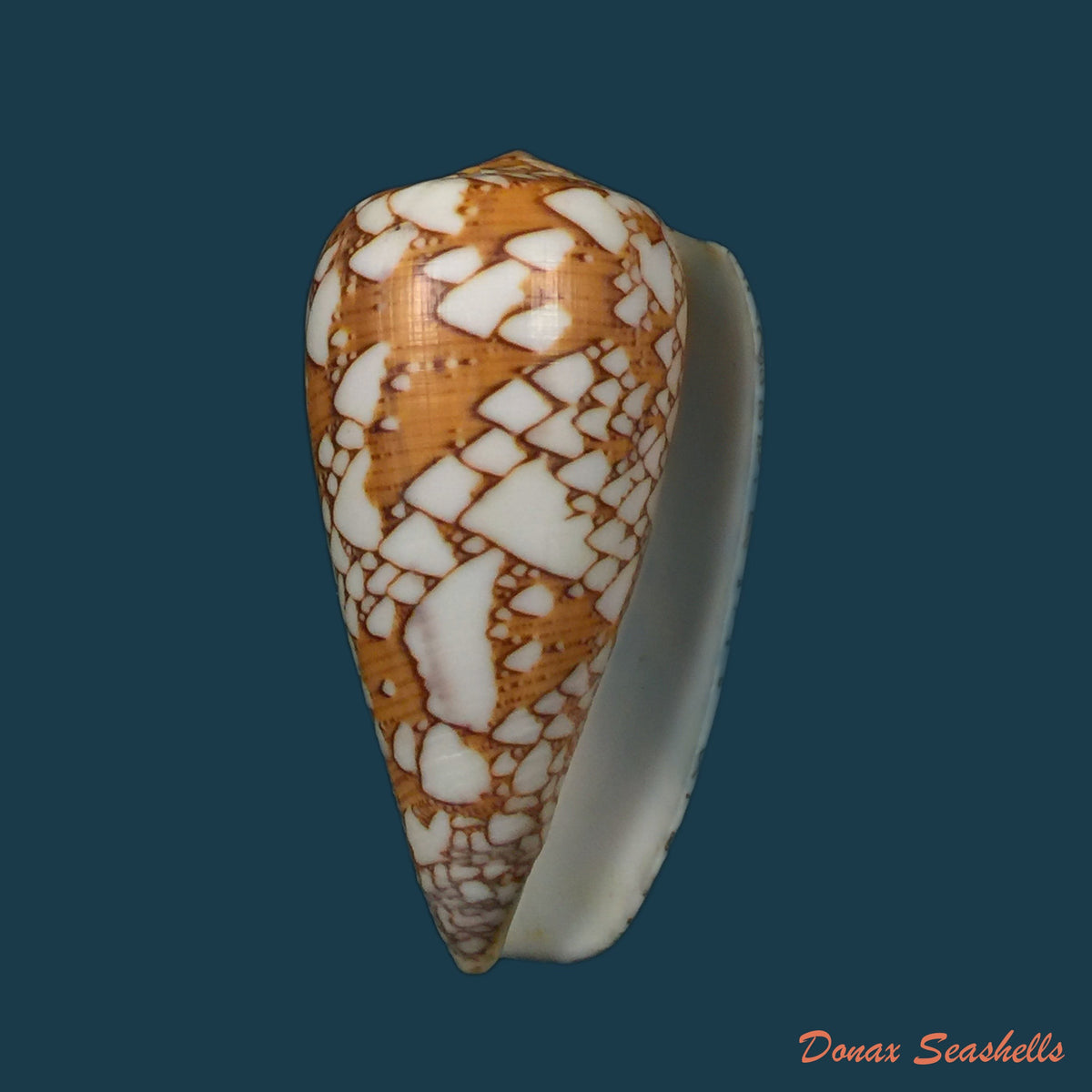 copia-de-darioconus-auricomus-hwass-in-bruguiere-1792-45-7mm