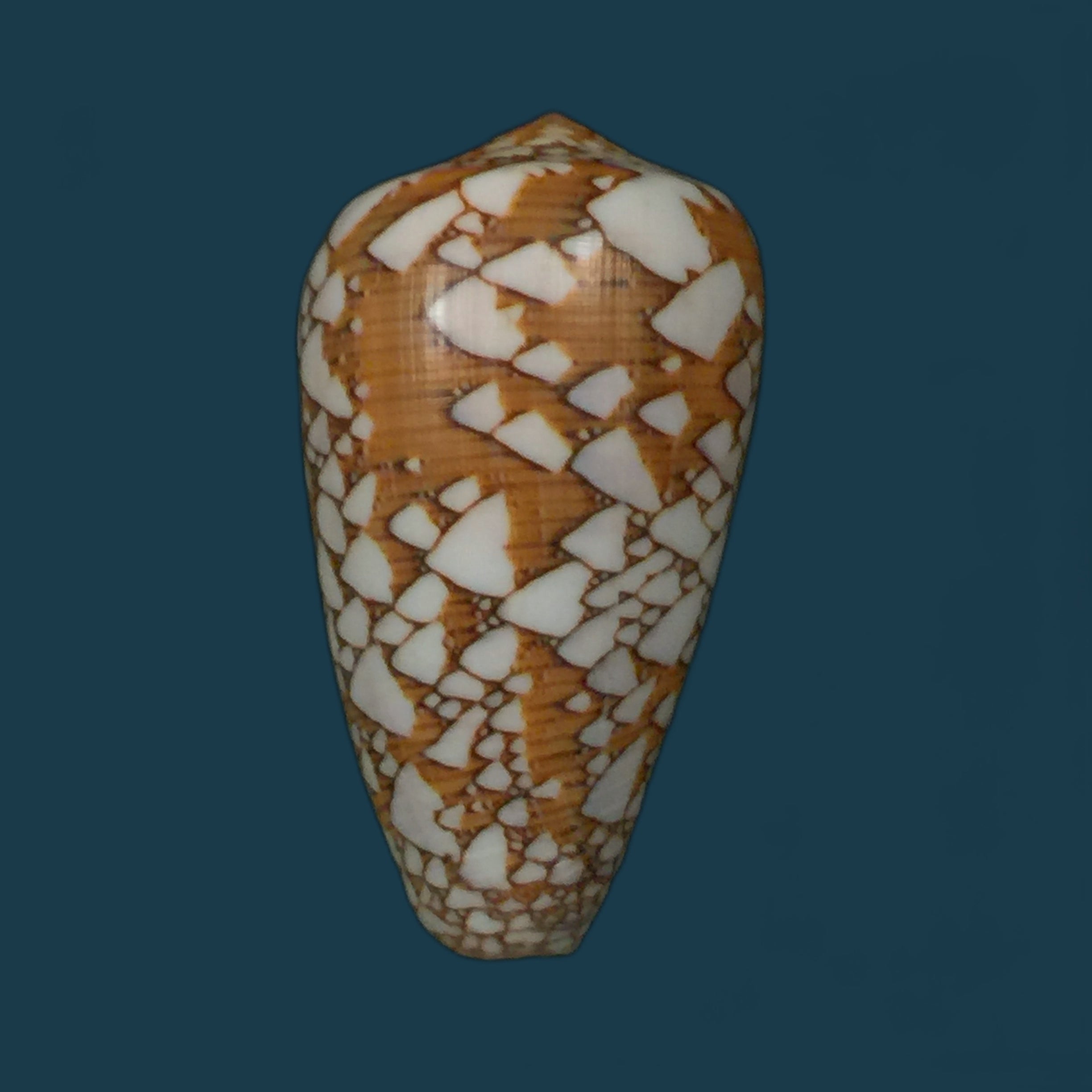 Darioconus behelokensis (Lauer, 1989) - 51,9mm