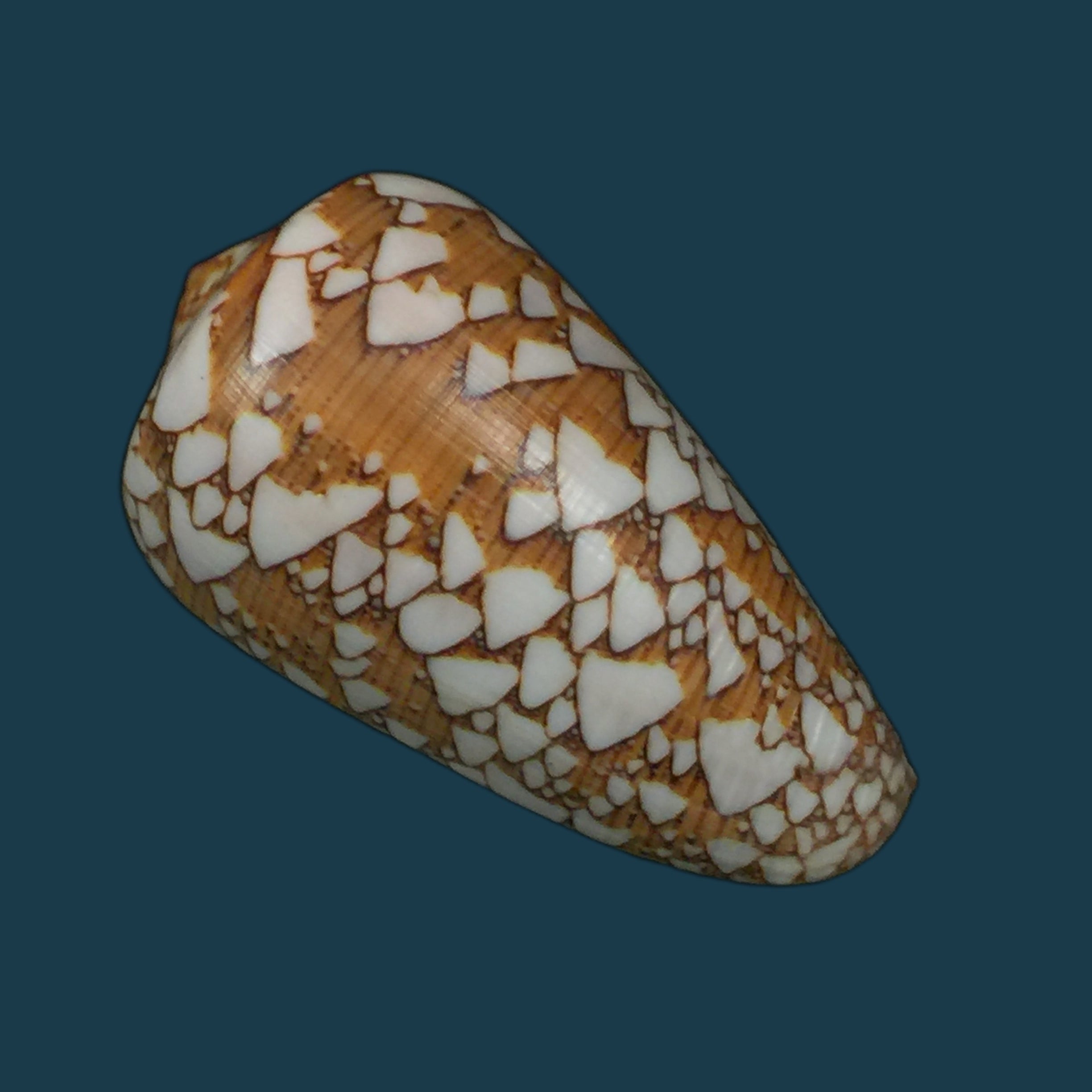 Darioconus behelokensis (Lauer, 1989) - 51,9mm