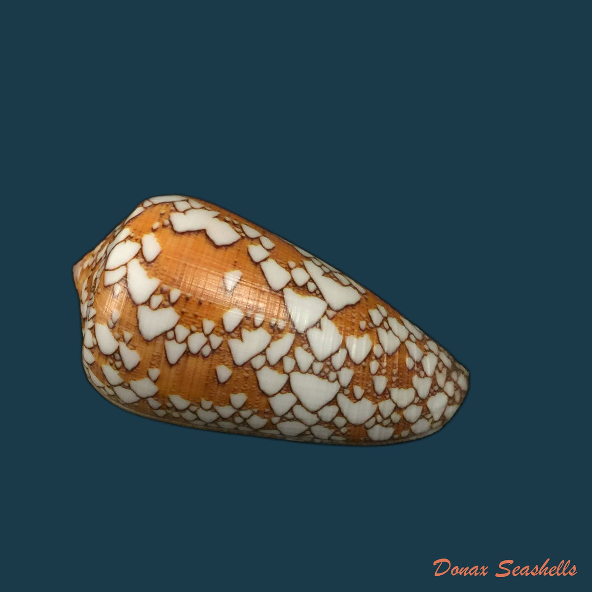 copia-de-darioconus-behelokensis-lauer-1989-51-9mm