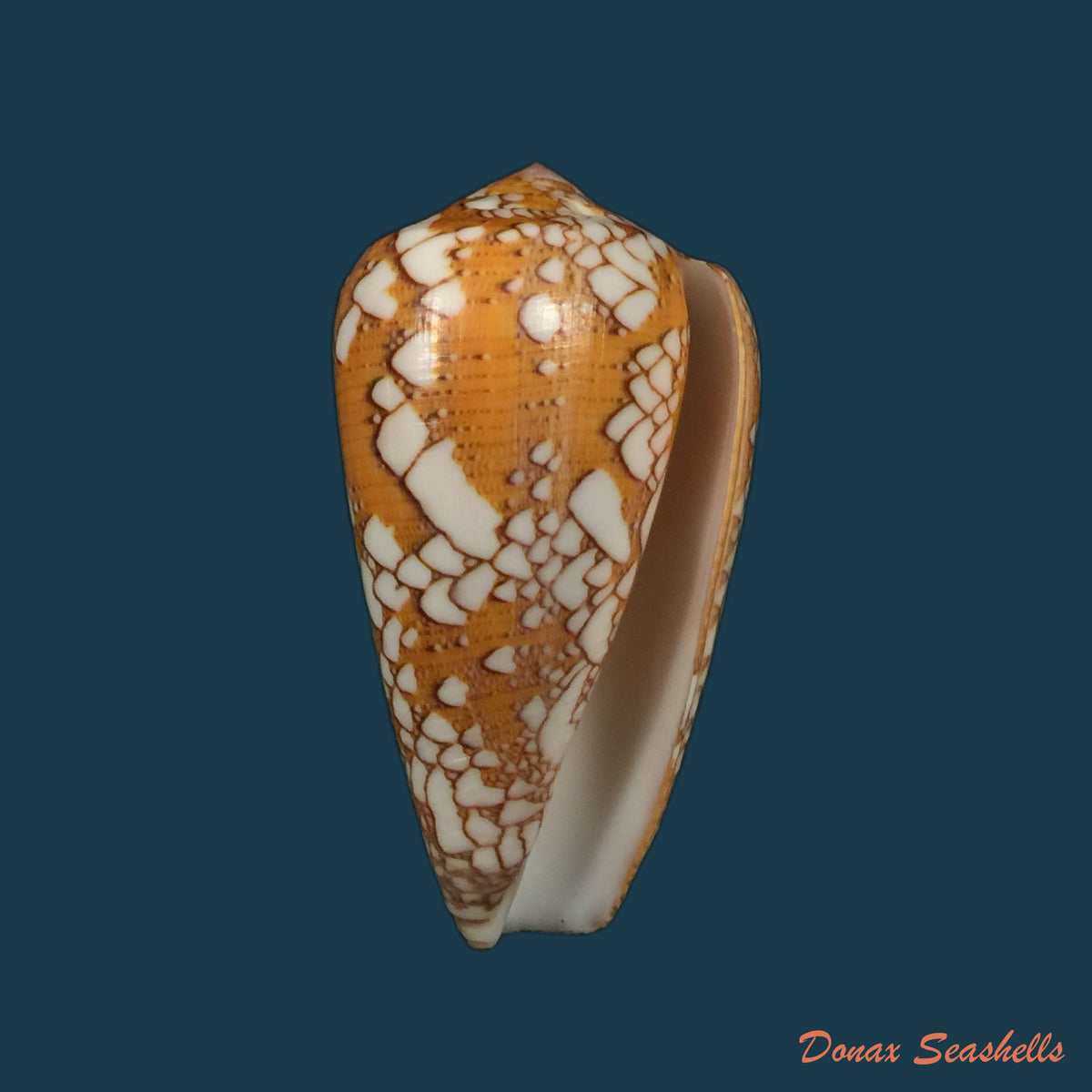 copia-de-darioconus-behelokensis-lauer-1989-51-9mm