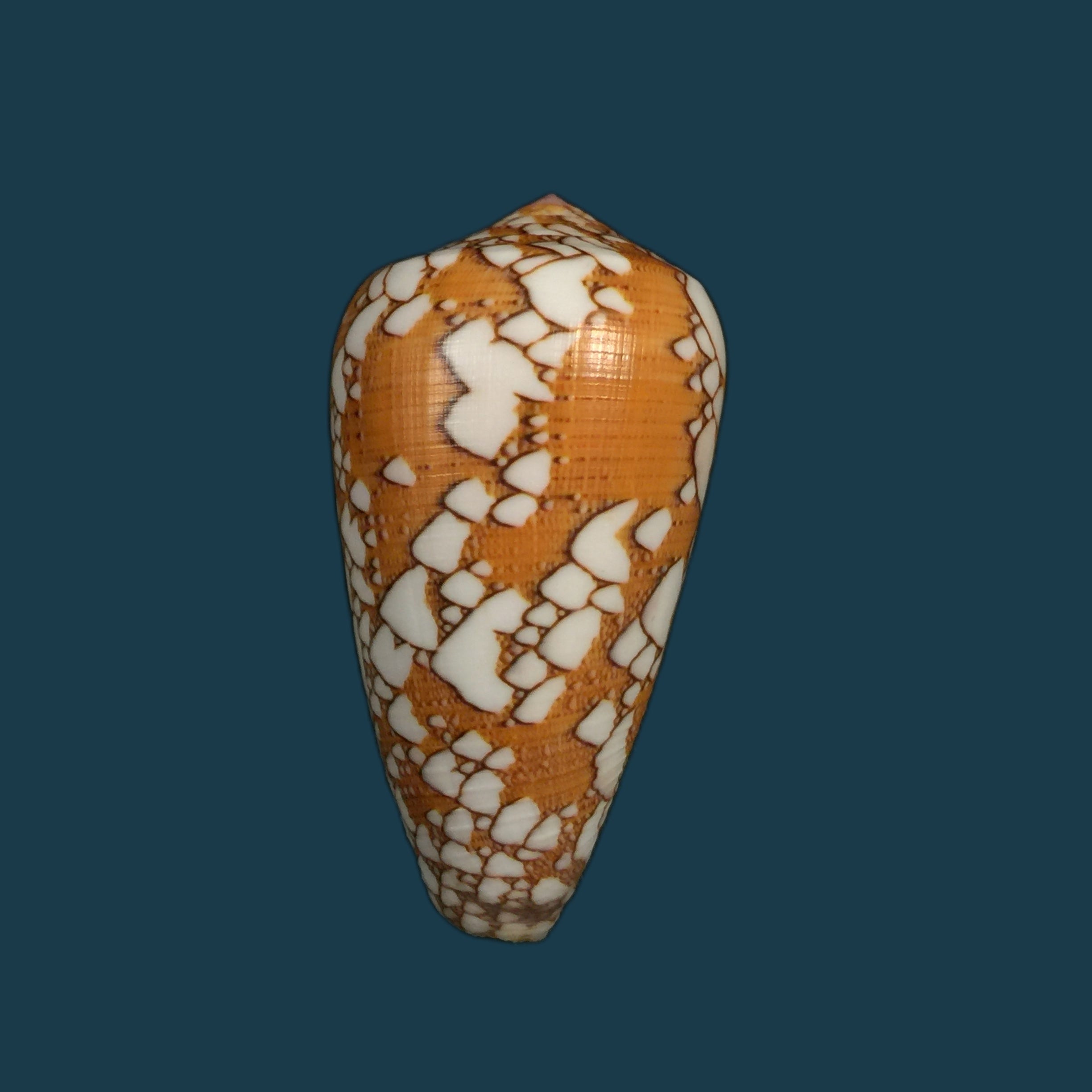 Darioconus behelokensis (Lauer, 1989) - 50,4毫米