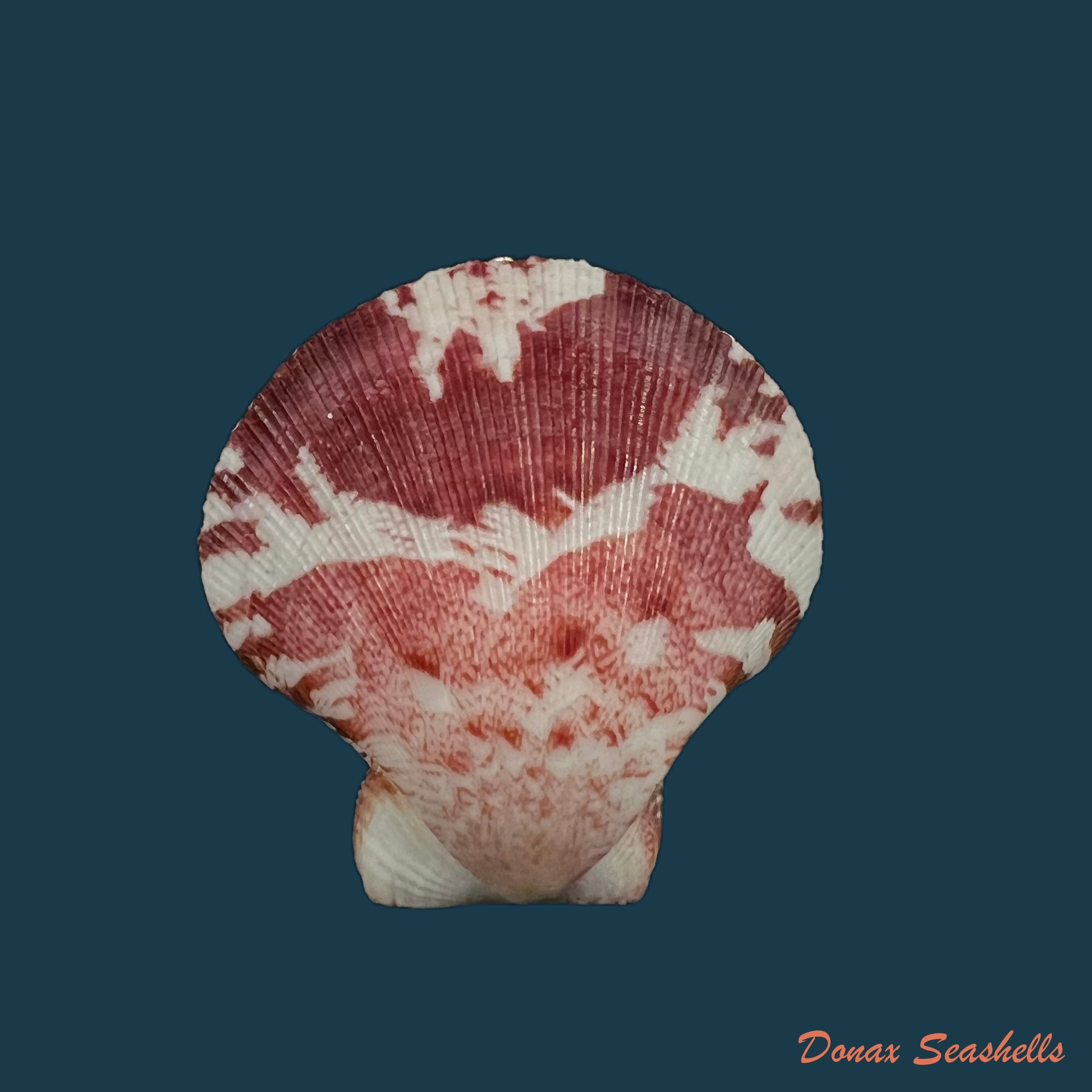 copia-de-decatopecten-amiculum-philippi-1851-33-3mm