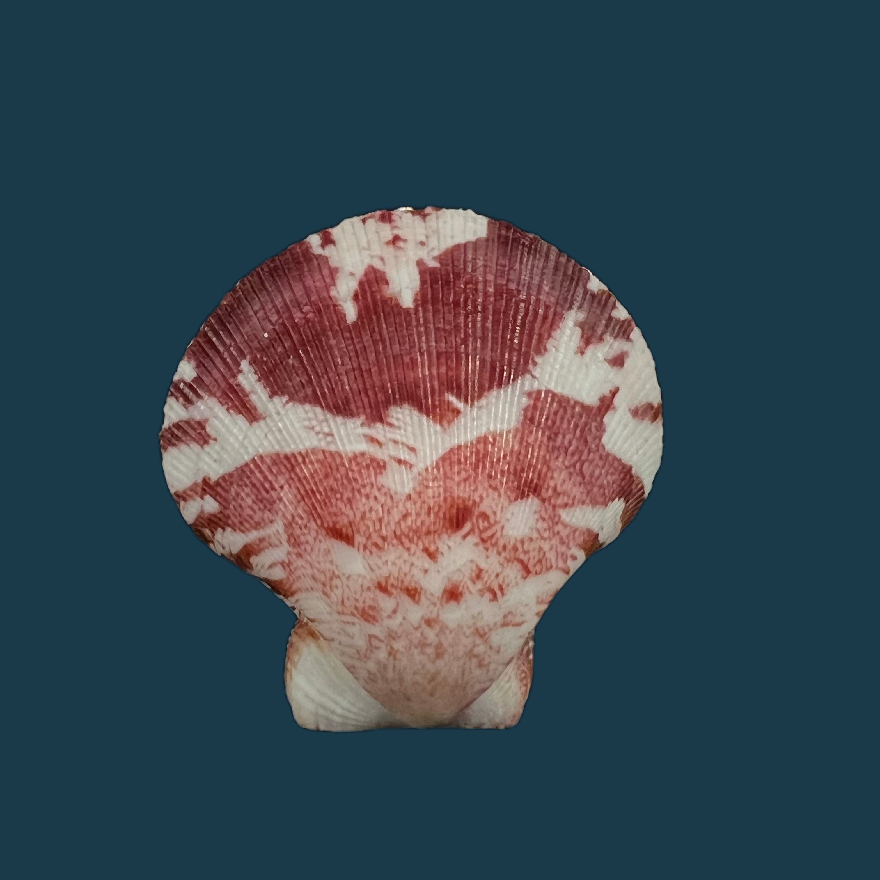 Decatopecten amiculum（腓立比，1851 年） - 34 毫米