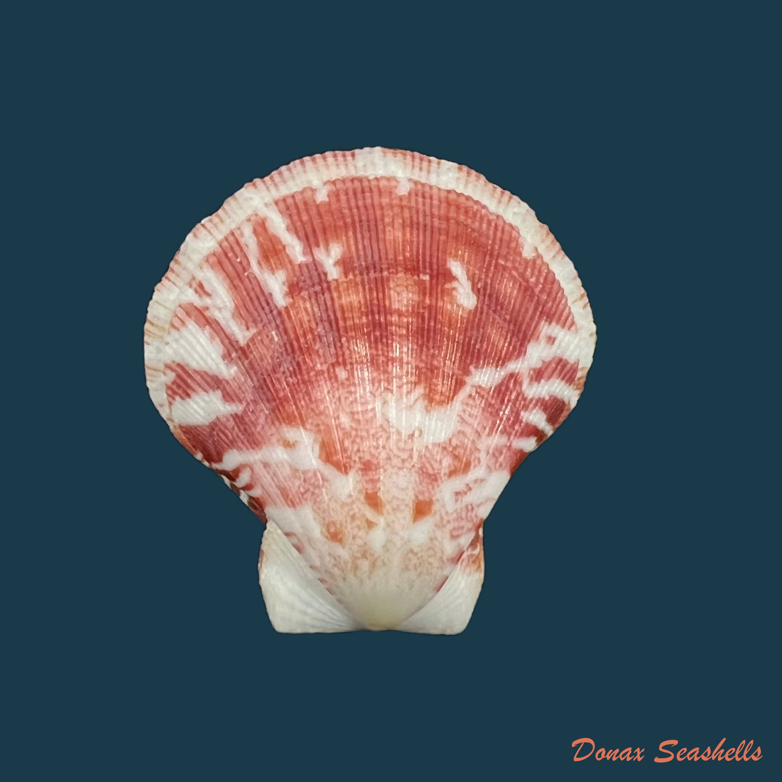 copia-de-decatopecten-pallium-linnaeus-1758-62-5mm