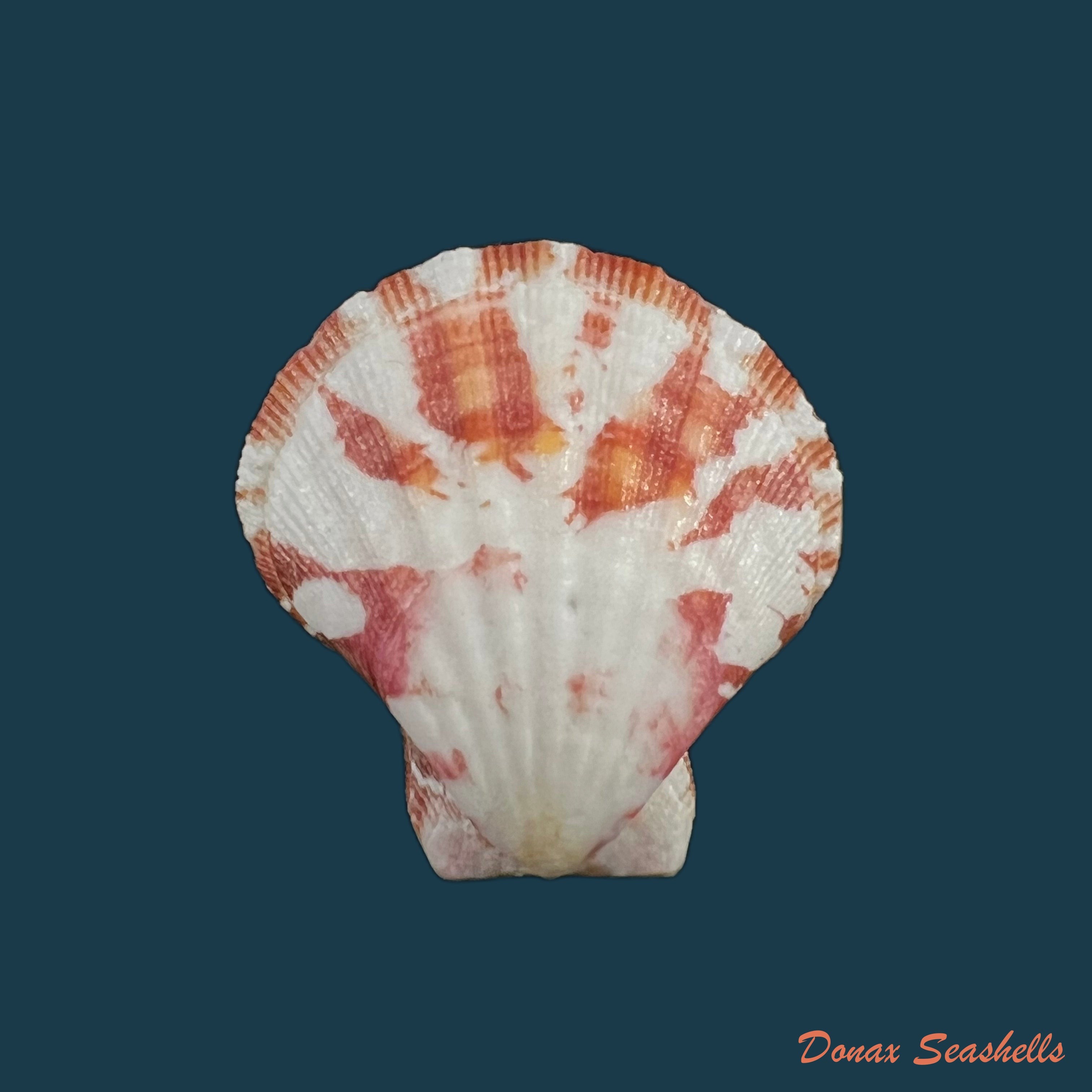 copia-de-decatopecten-pallium-linnaeus-1758-62-5mm