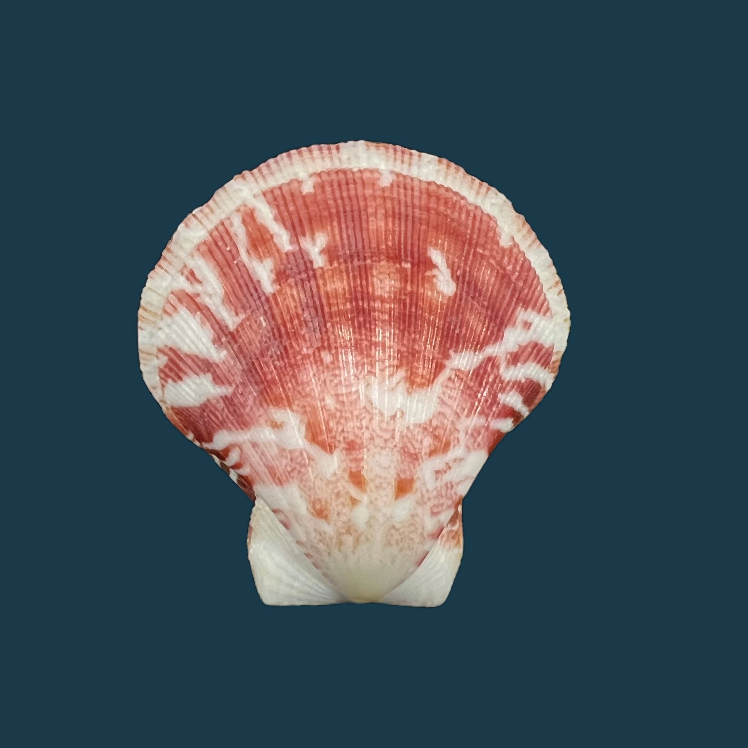 Decatopecten amiculum (腓立比, 1851) - 33,3mm