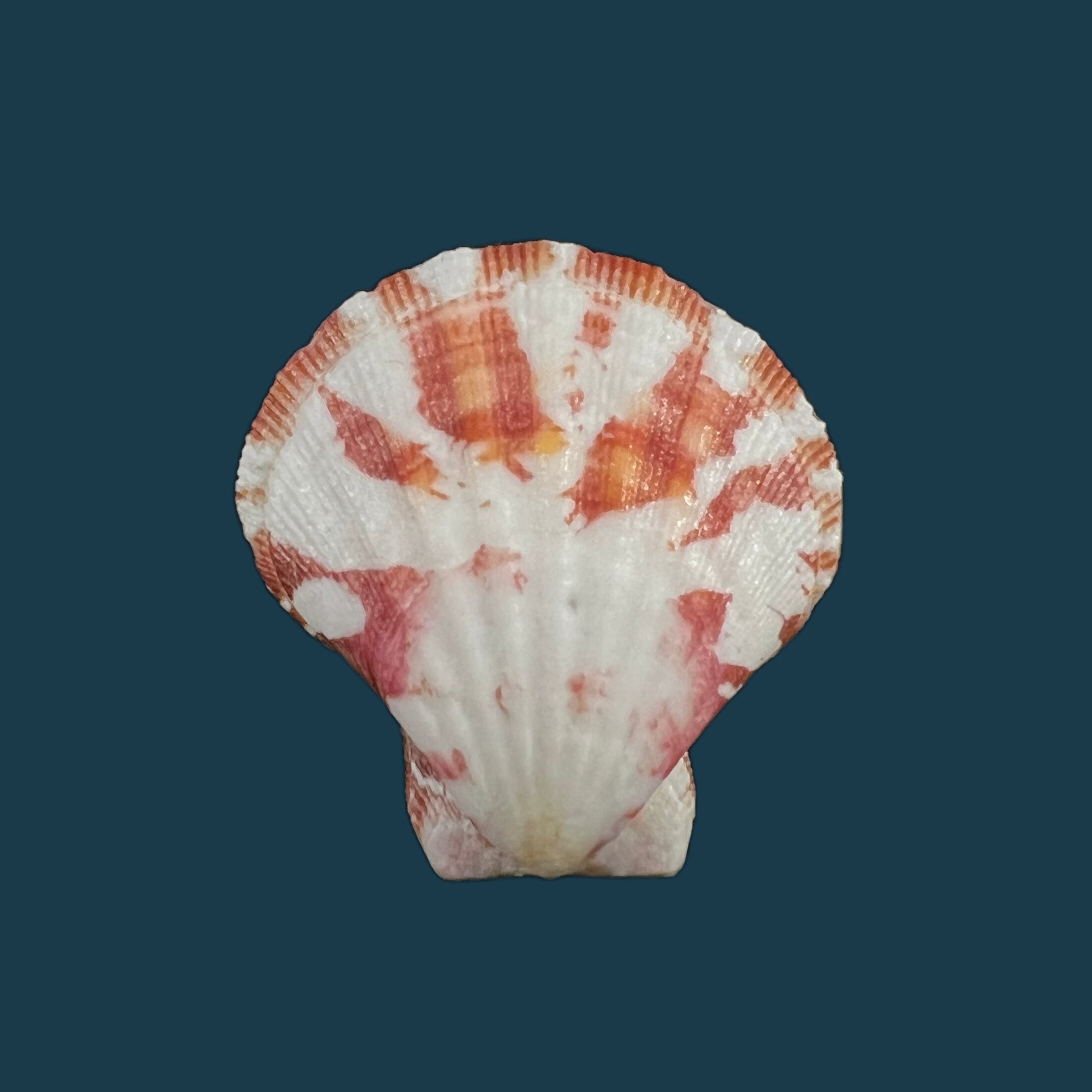 Decatopecten amiculum (腓立比, 1851) - 33,3mm