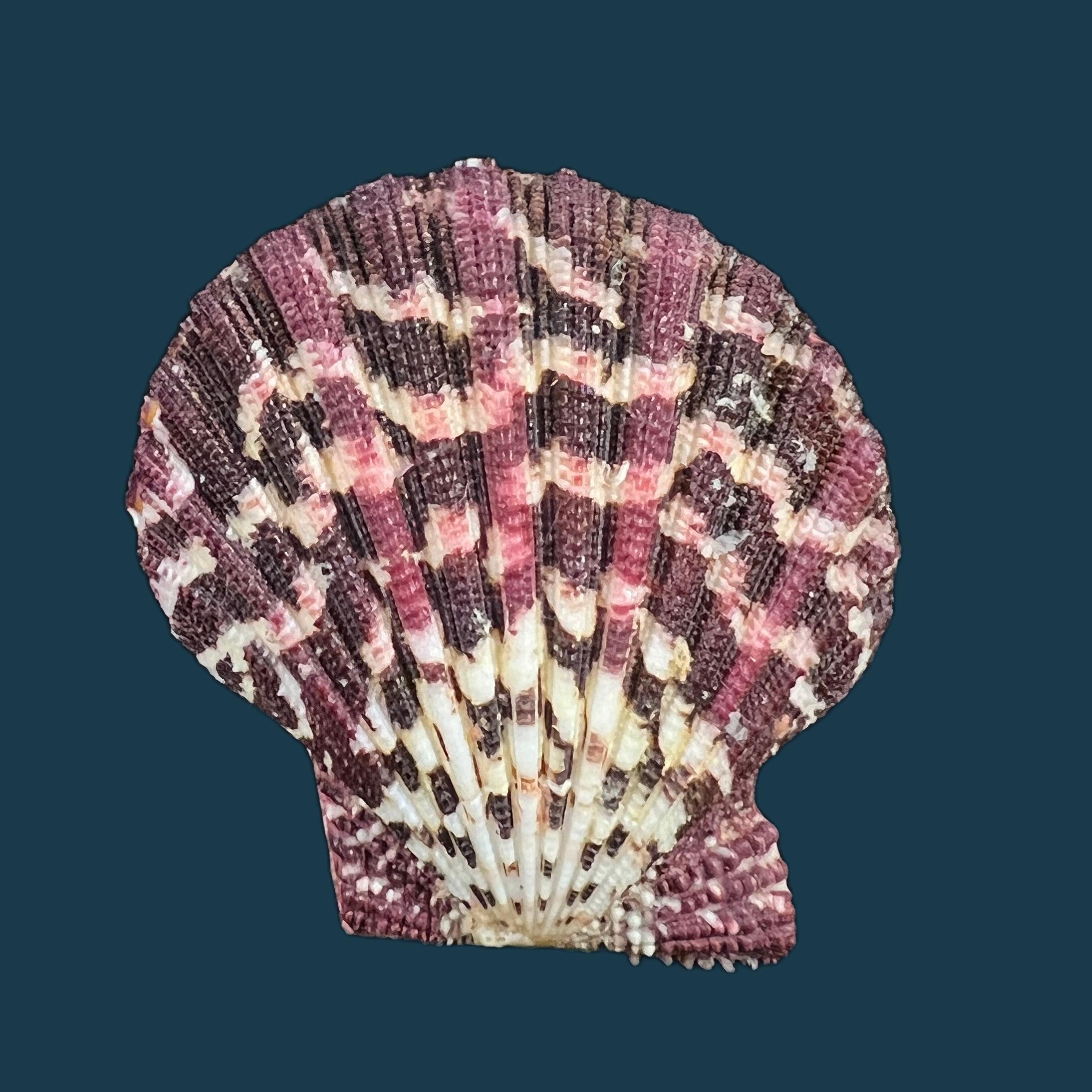 Gloripallium palium (林奈, 1758) - 62,5mm