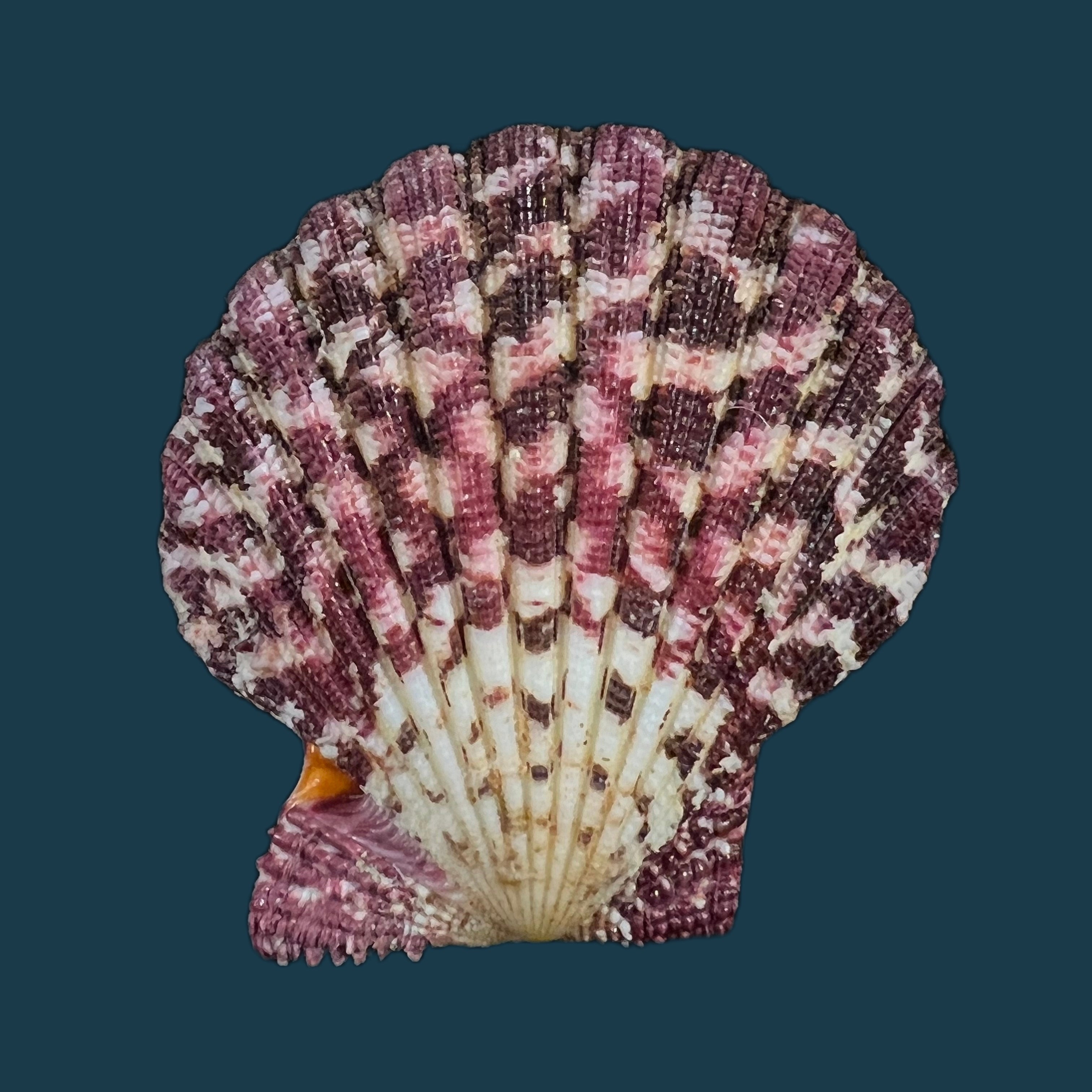 Gloripallium palium (林奈, 1758) - 62,5mm