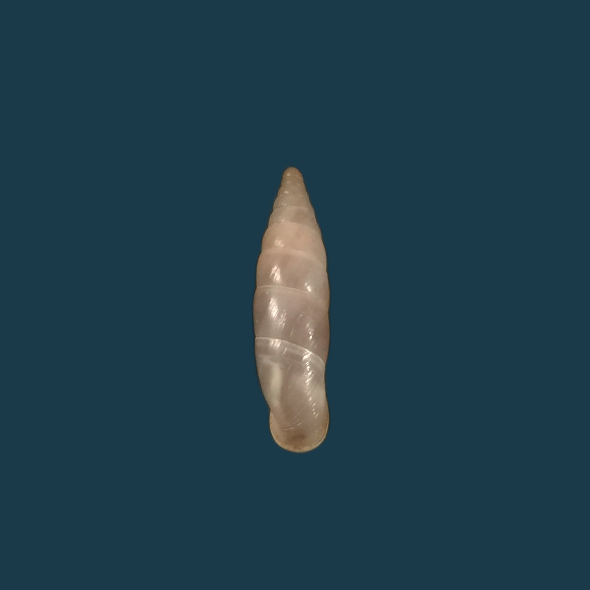 Medora agnata agnata (L. Pfeiffer, 1842) - 18,2mm
