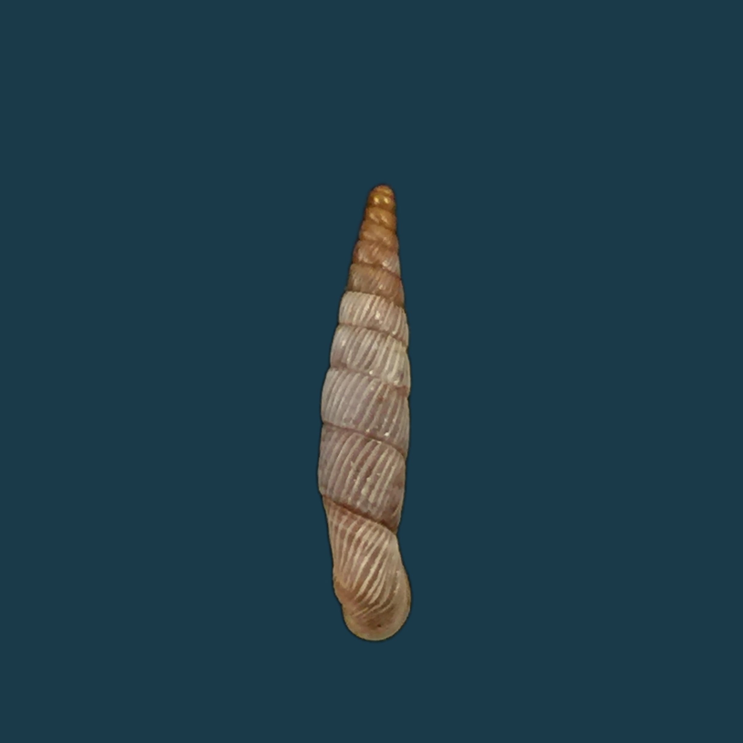 Agathylla lamellosa（Schubert &amp; Wagner，1829）- 14,7毫米