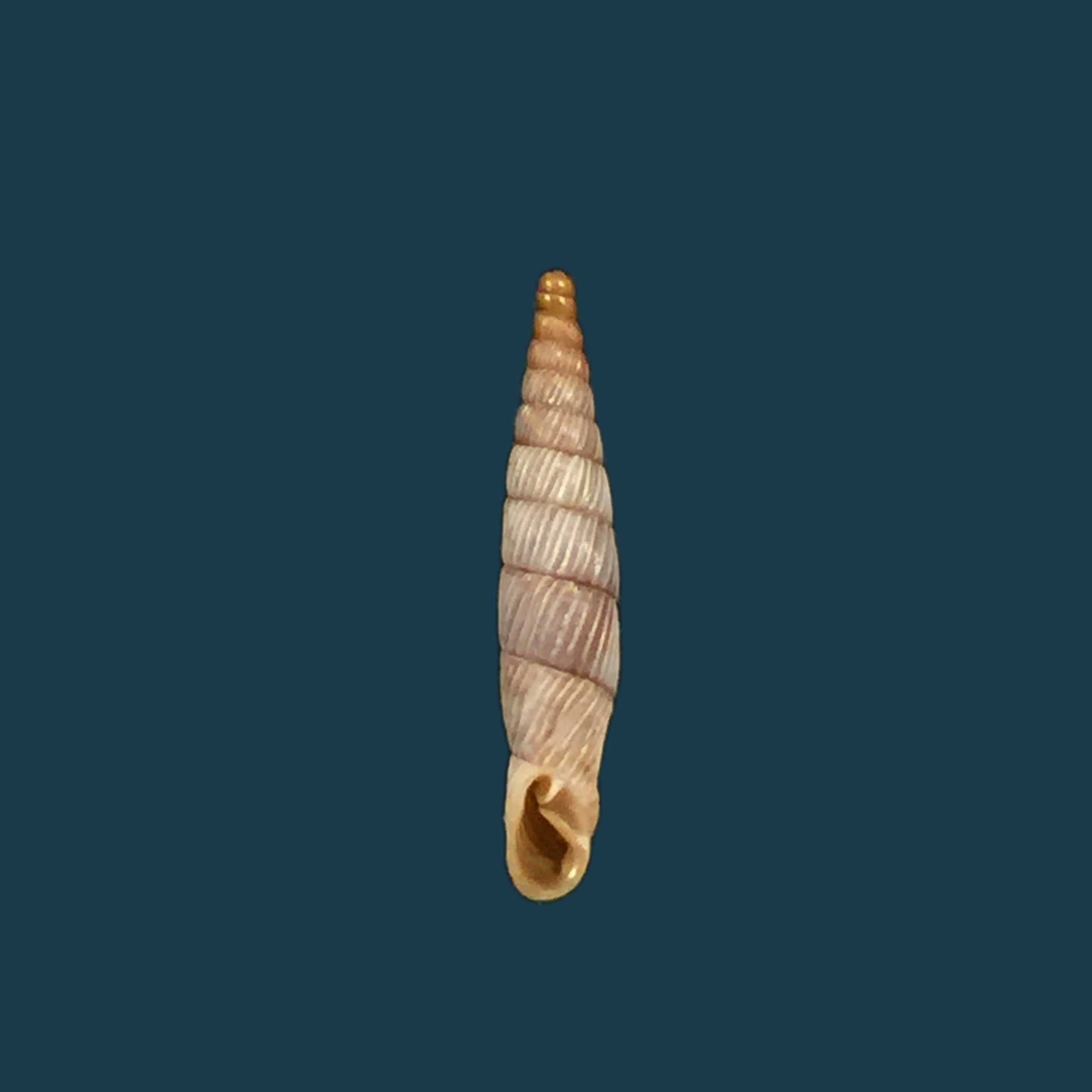 Agathylla lamellosa（Schubert &amp; Wagner，1829）- 14,7毫米