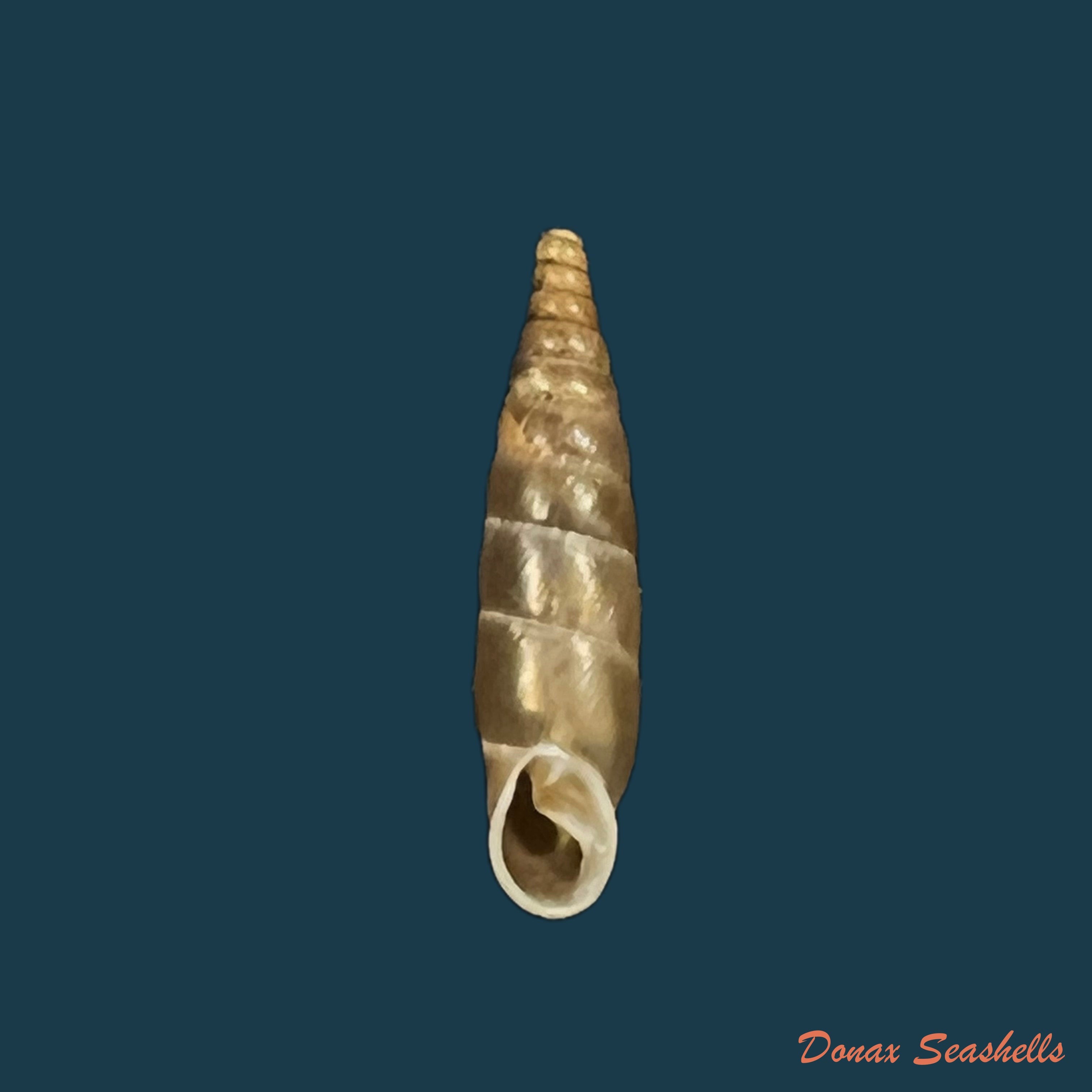 copia-de-delima-semirugata-semirugata-rossmassler-1836-14mm