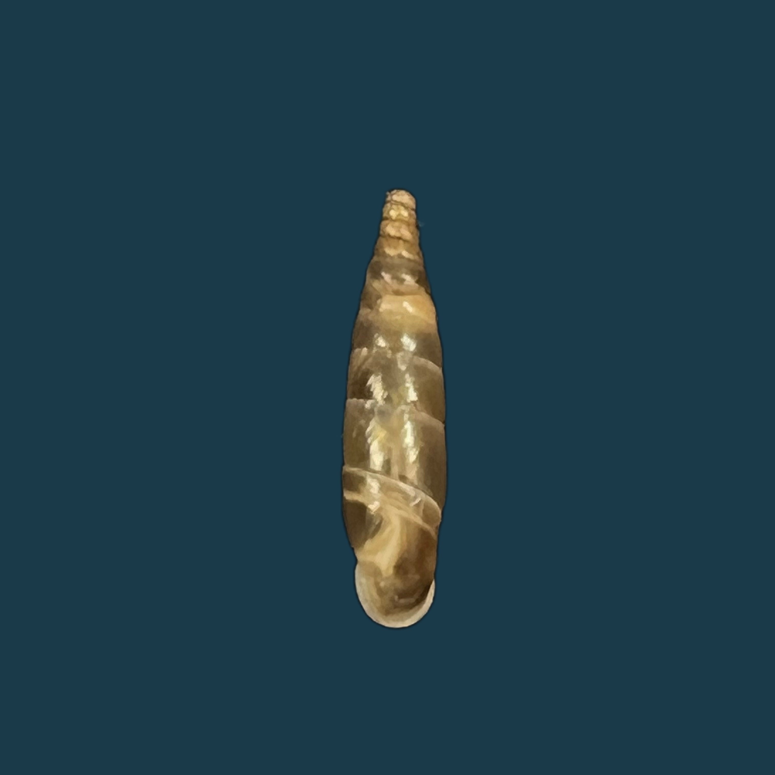 Delima blanda conspurcata (Rossmassler, 1836) - 13,1mm