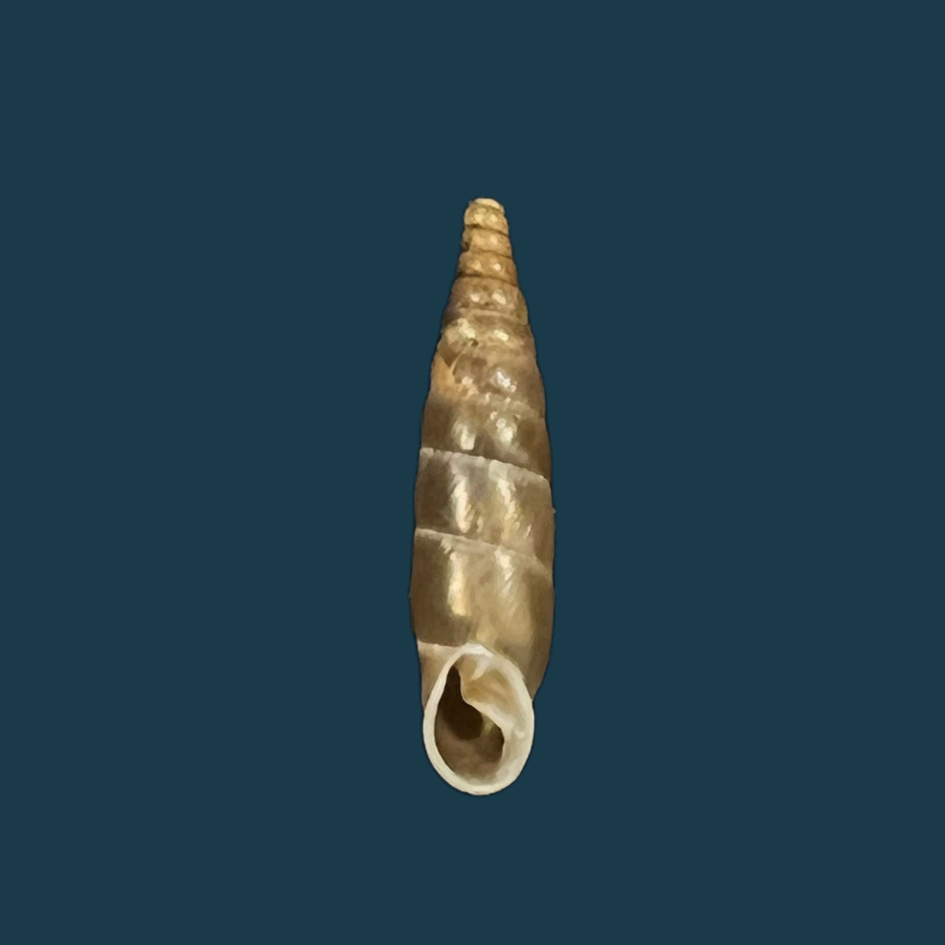 Delima blanda conspurcata (Rossmassler, 1836) - 13,1mm