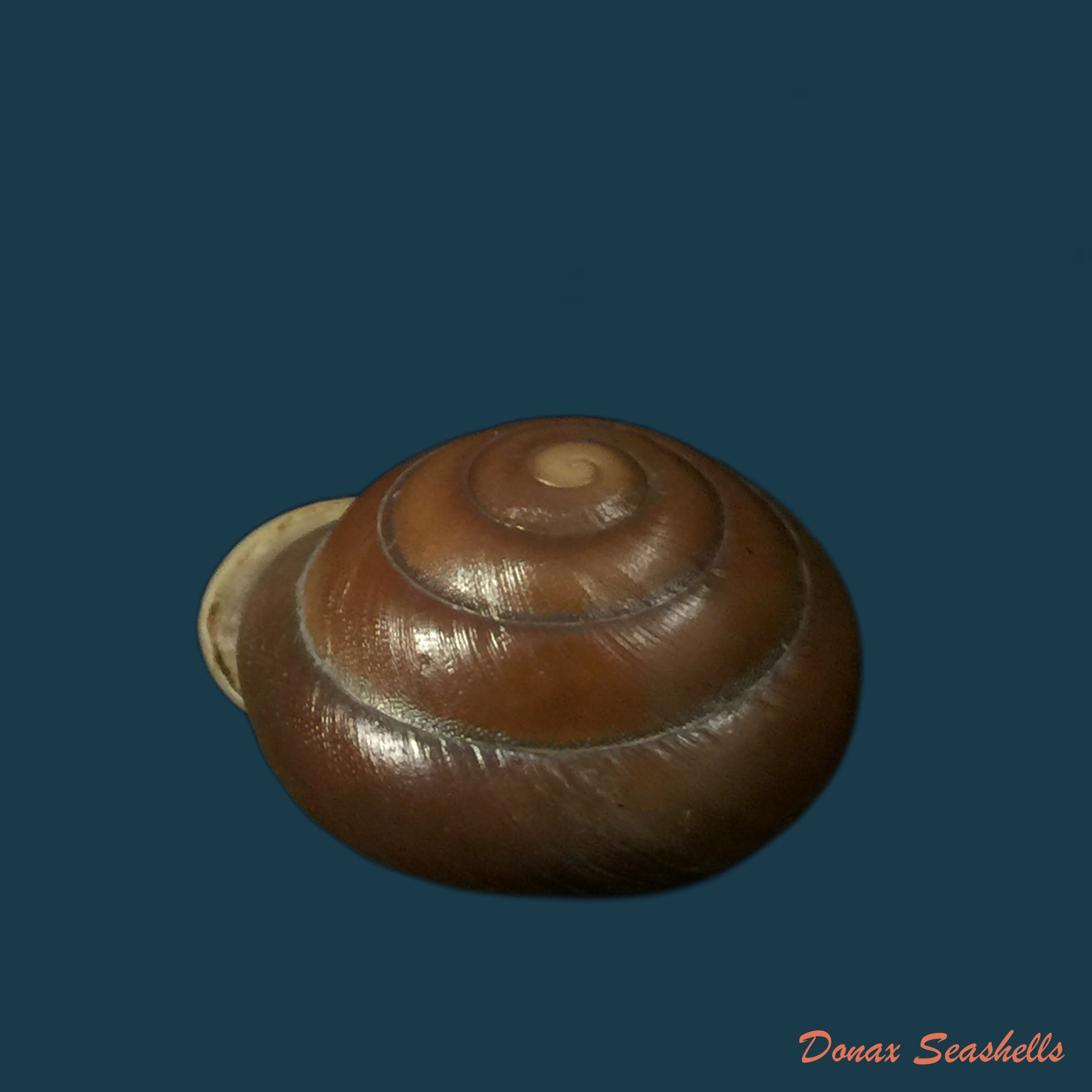 copia-de-dentellaria-sloaneana-l-pfeiffer-1868-26-3mm