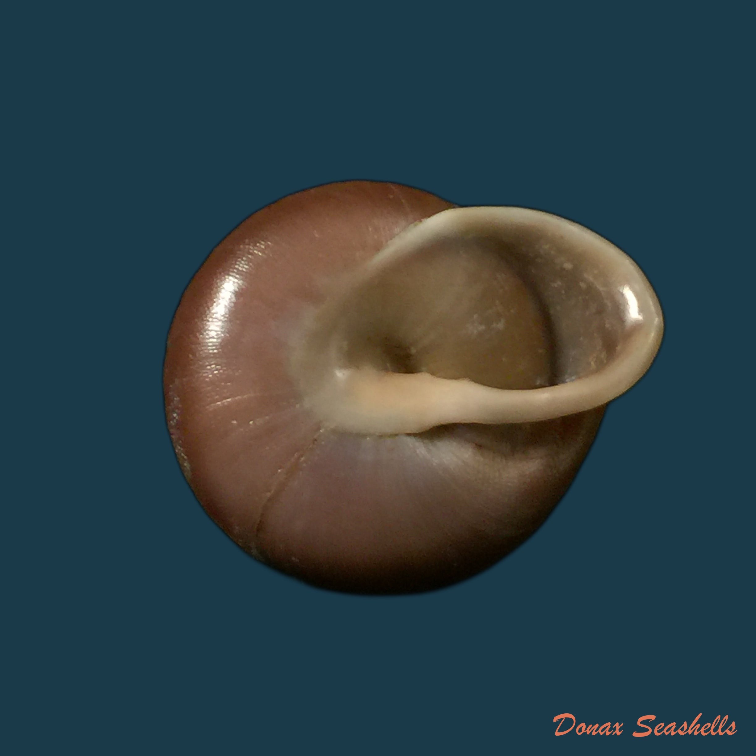 copia-de-dentellaria-sloaneana-l-pfeiffer-1868-26-3mm