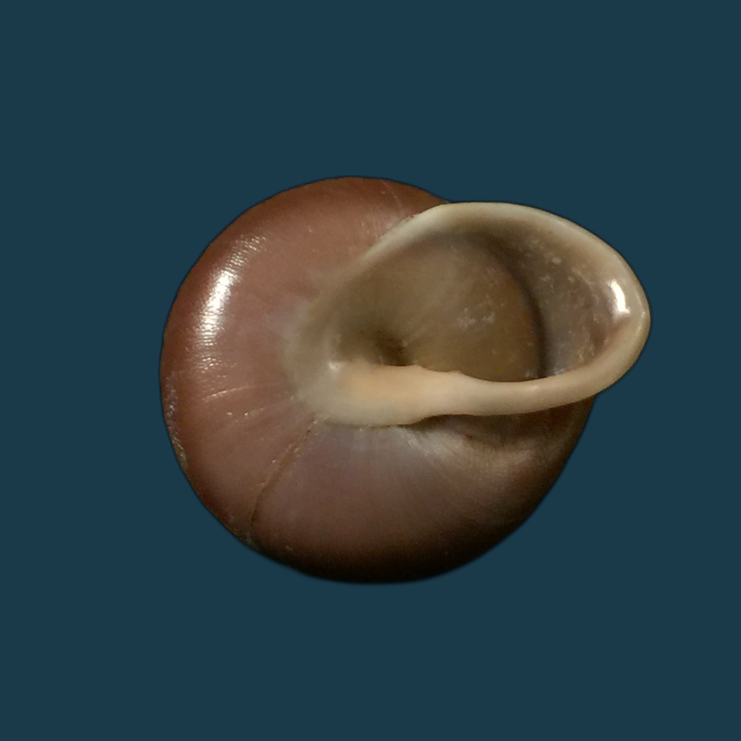 Dentellaria sloaneana (L. Pfeiffer, 1868) - 26,8mm