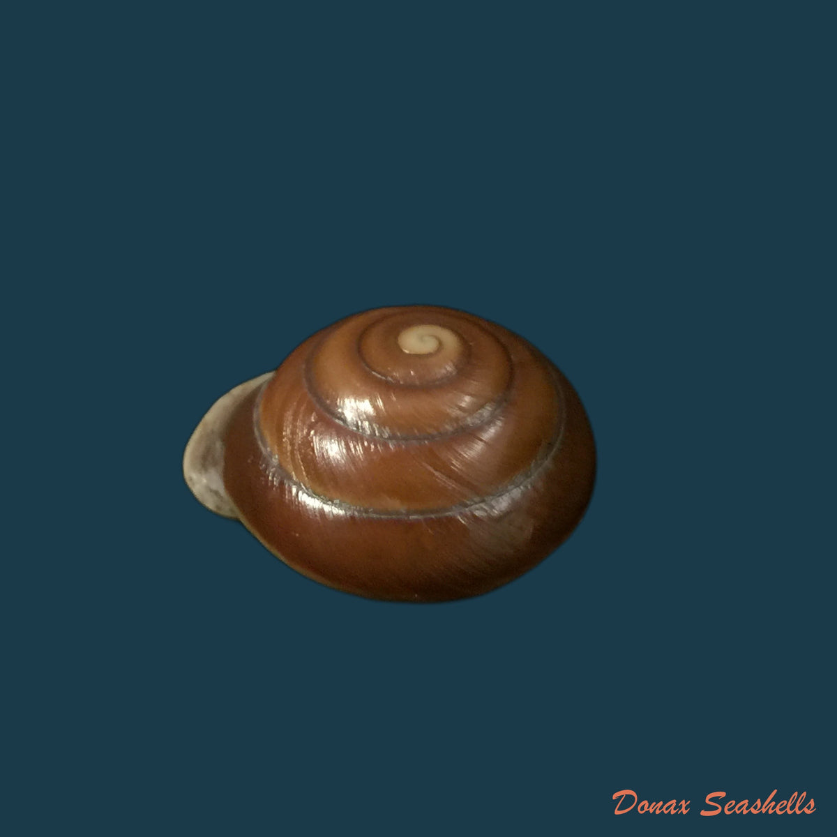 copia-de-dentellaria-sloaneana-l-pfeiffer-1868-26-8mm