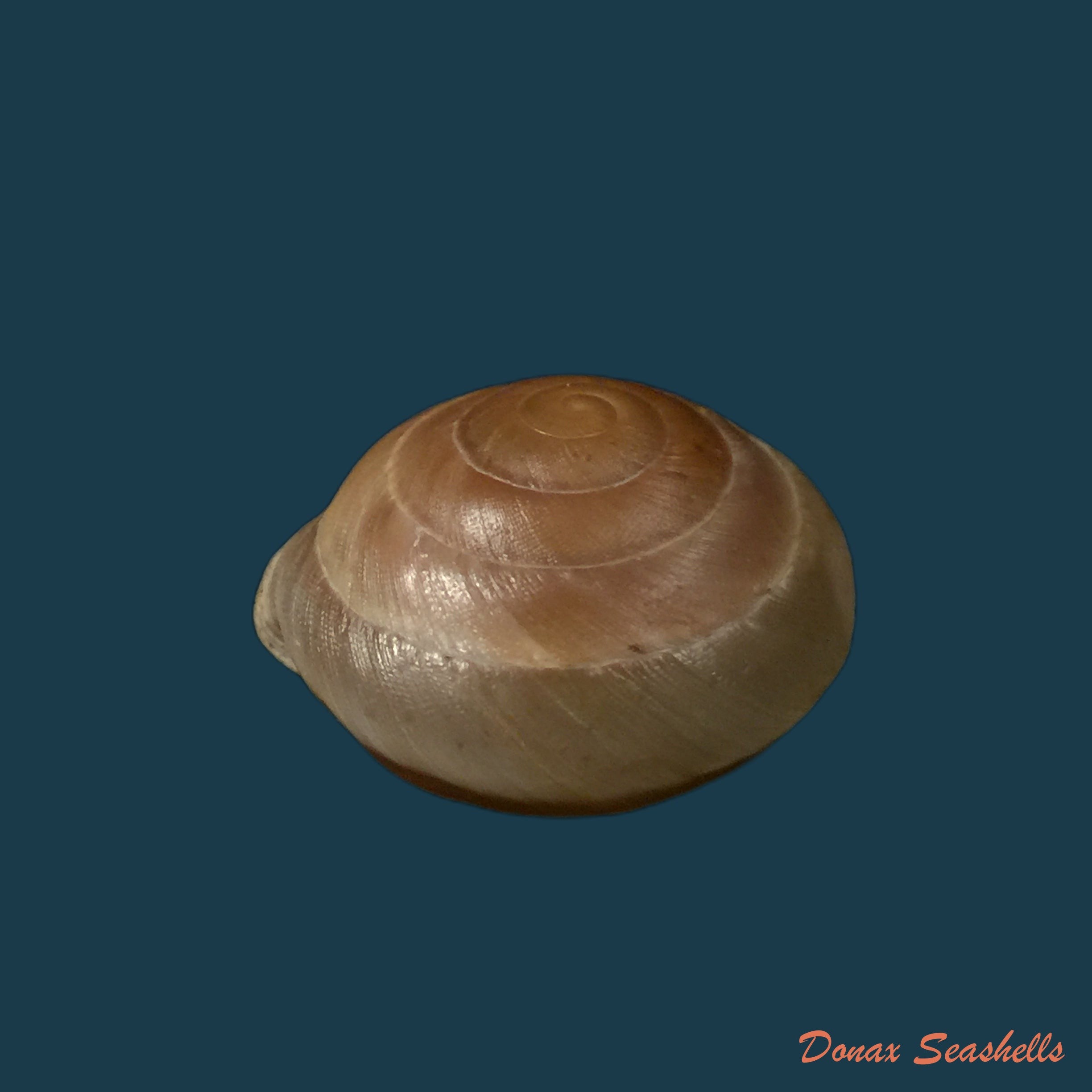 copia-de-dentellaria-sloaneana-l-pfeiffer-1868-27-3mm