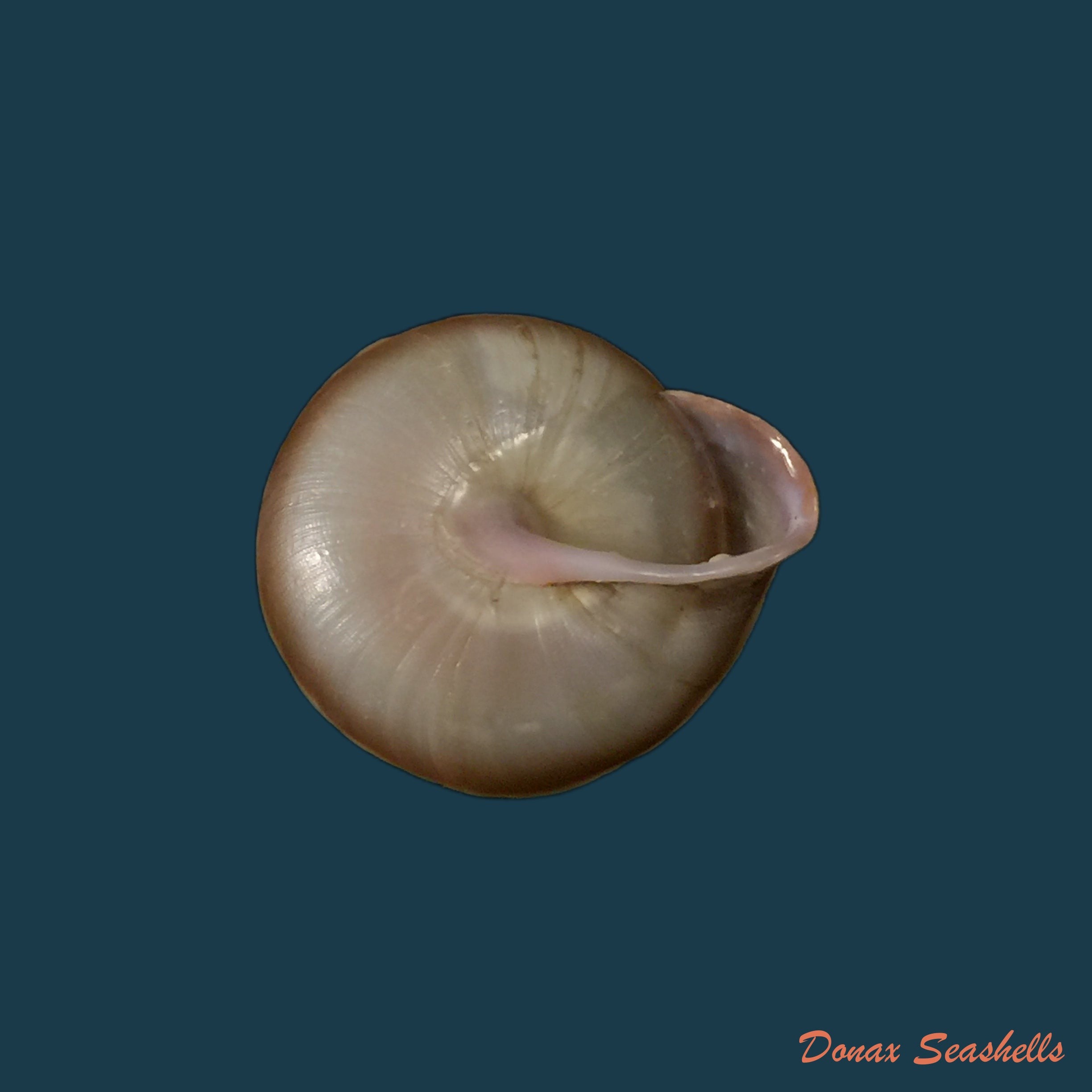 copia-de-dentellaria-sloaneana-l-pfeiffer-1868-27-3mm